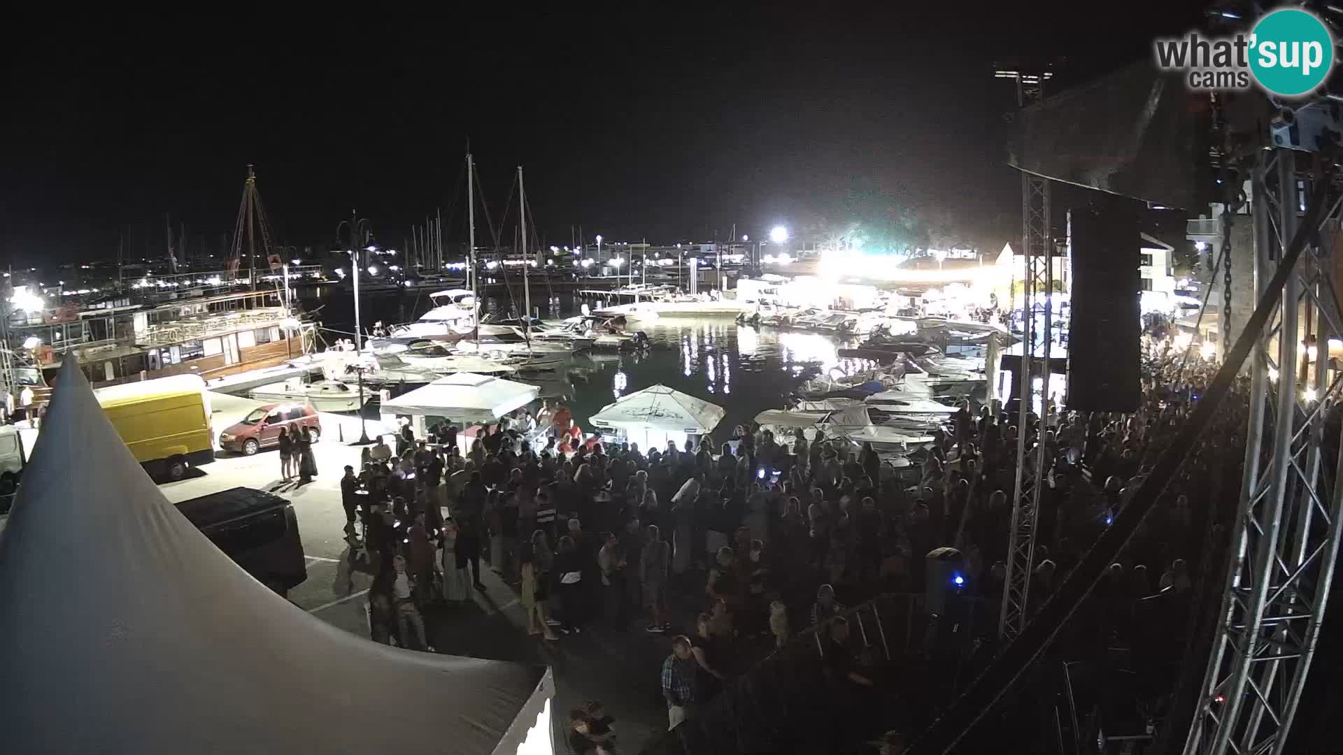Novigrad | Porporela marina