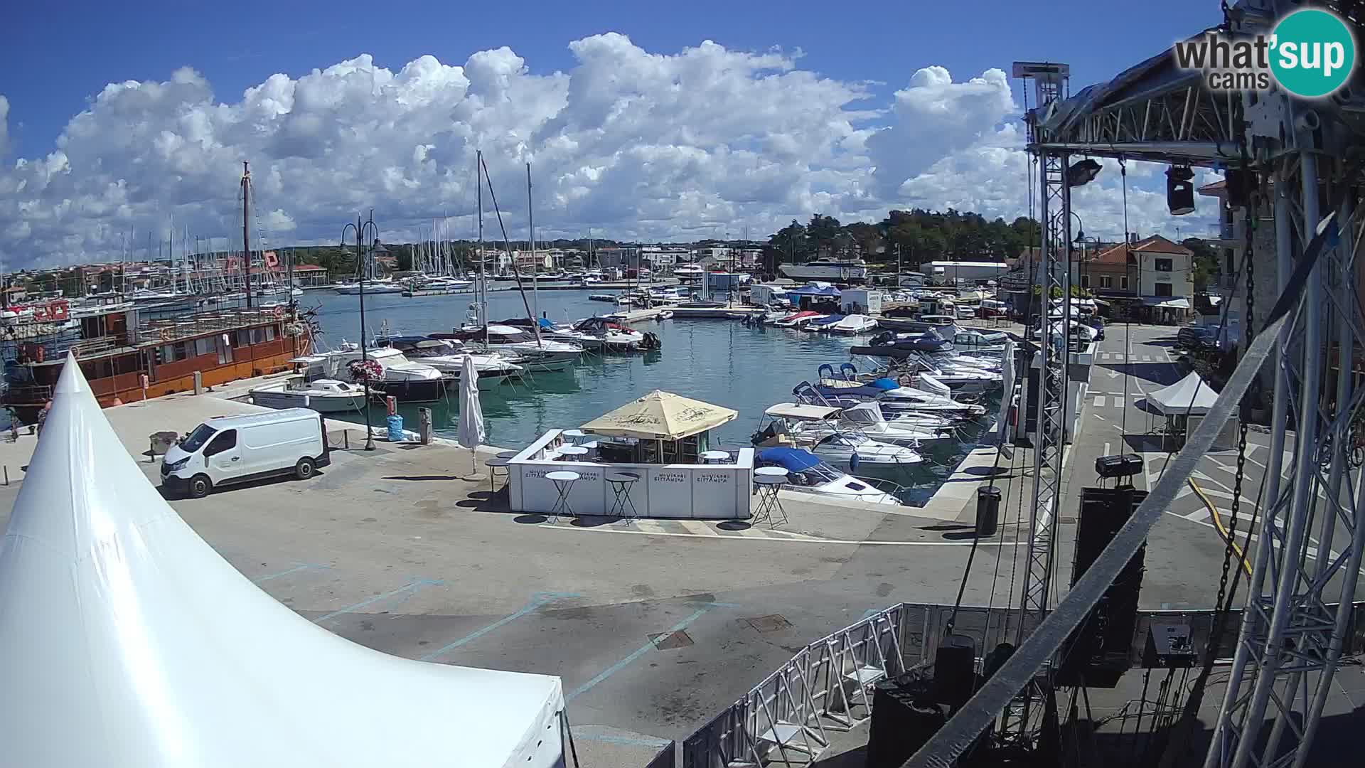 Novigrad | Porporela marina