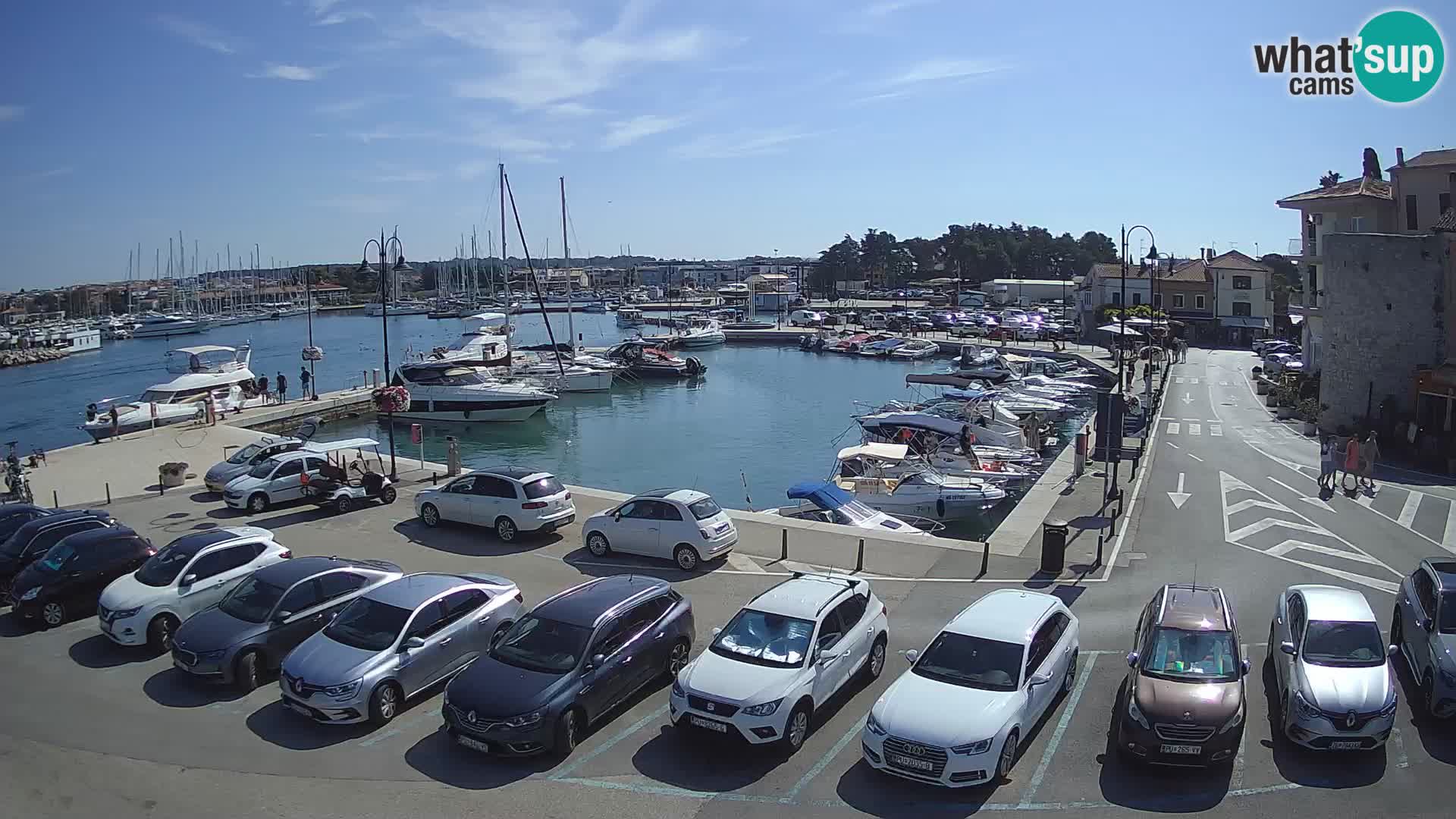 Novigrad | Porporela marina