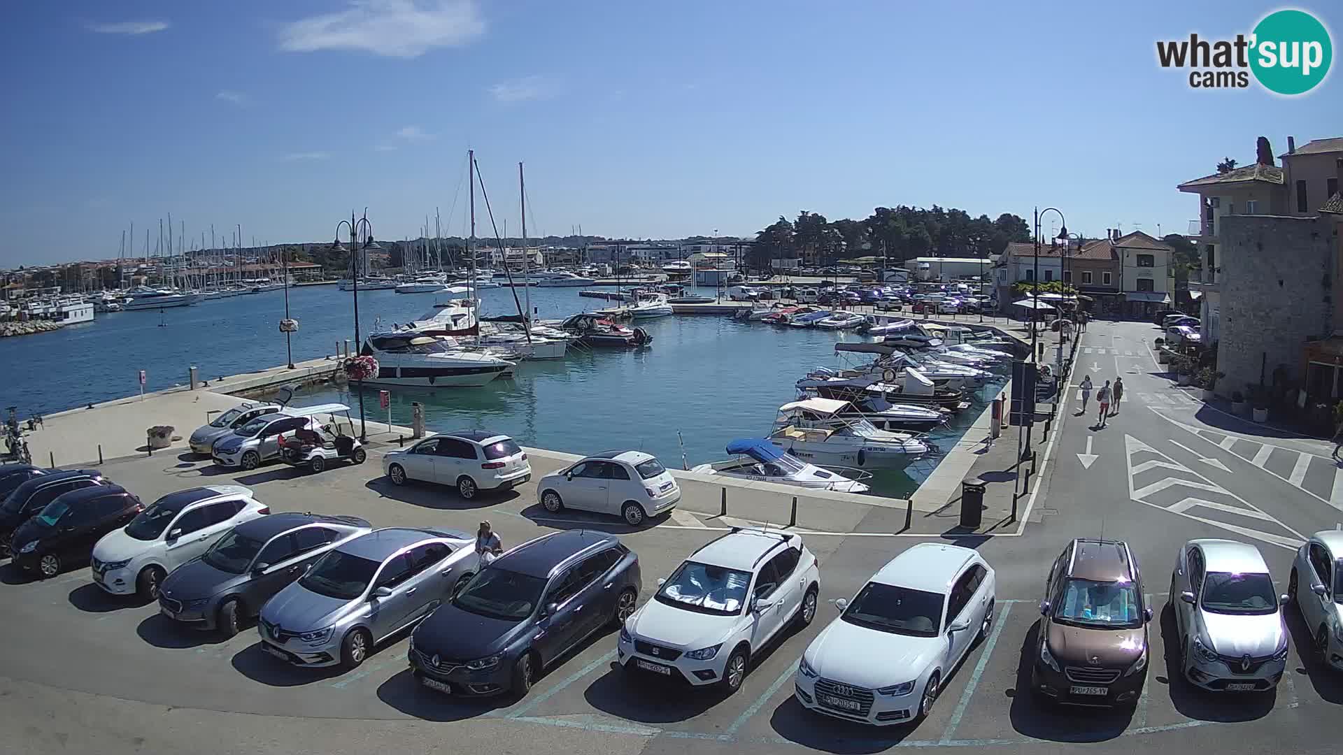 Novigrad | Porporela marina