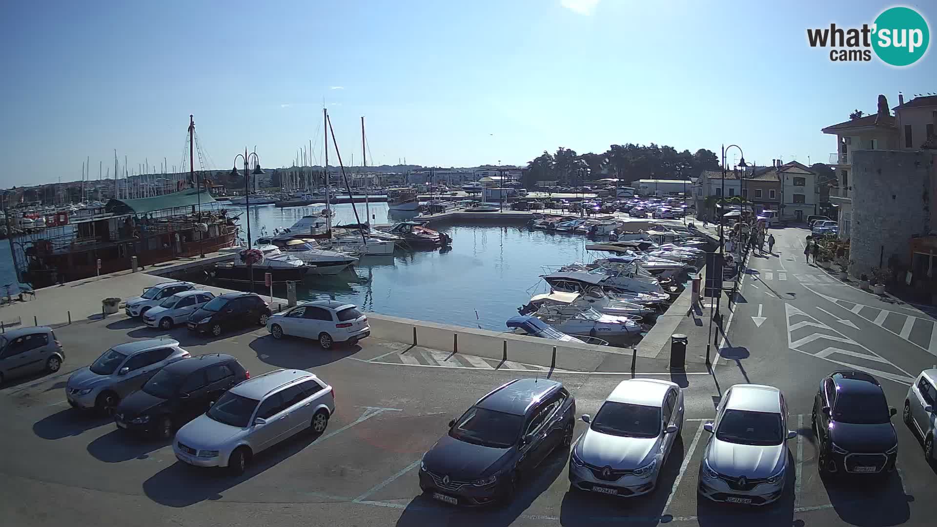 Novigrad | Porporela marina