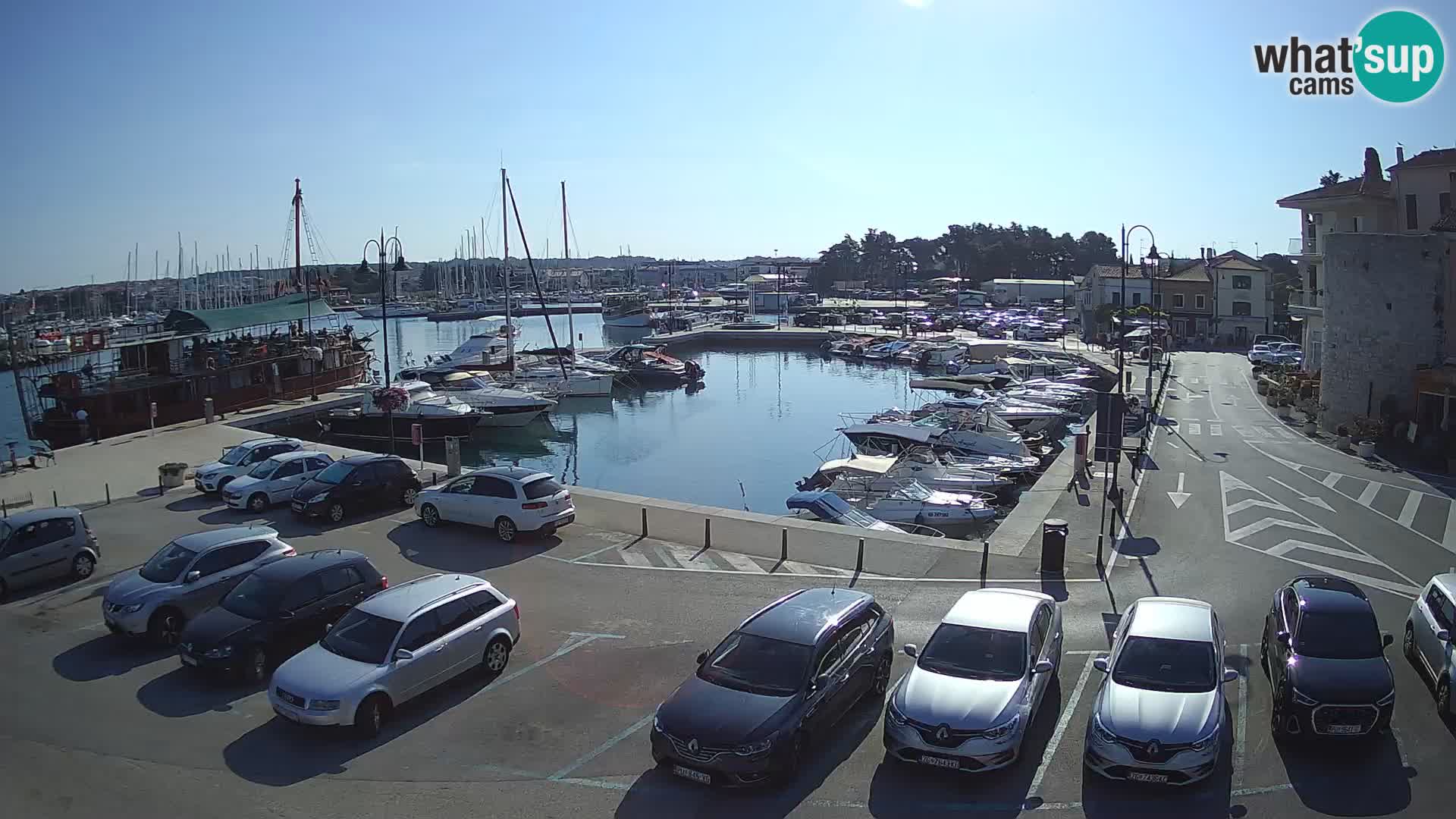 Novigrad | Porporela marina