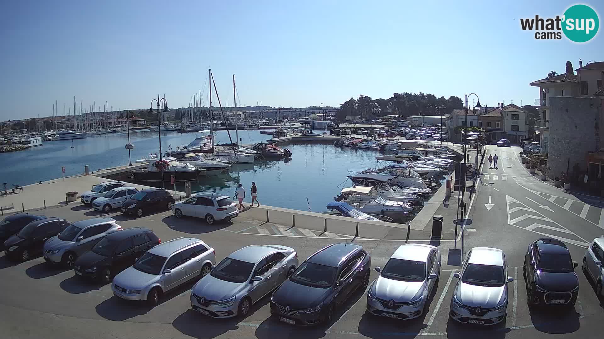Novigrad | Porporela marina