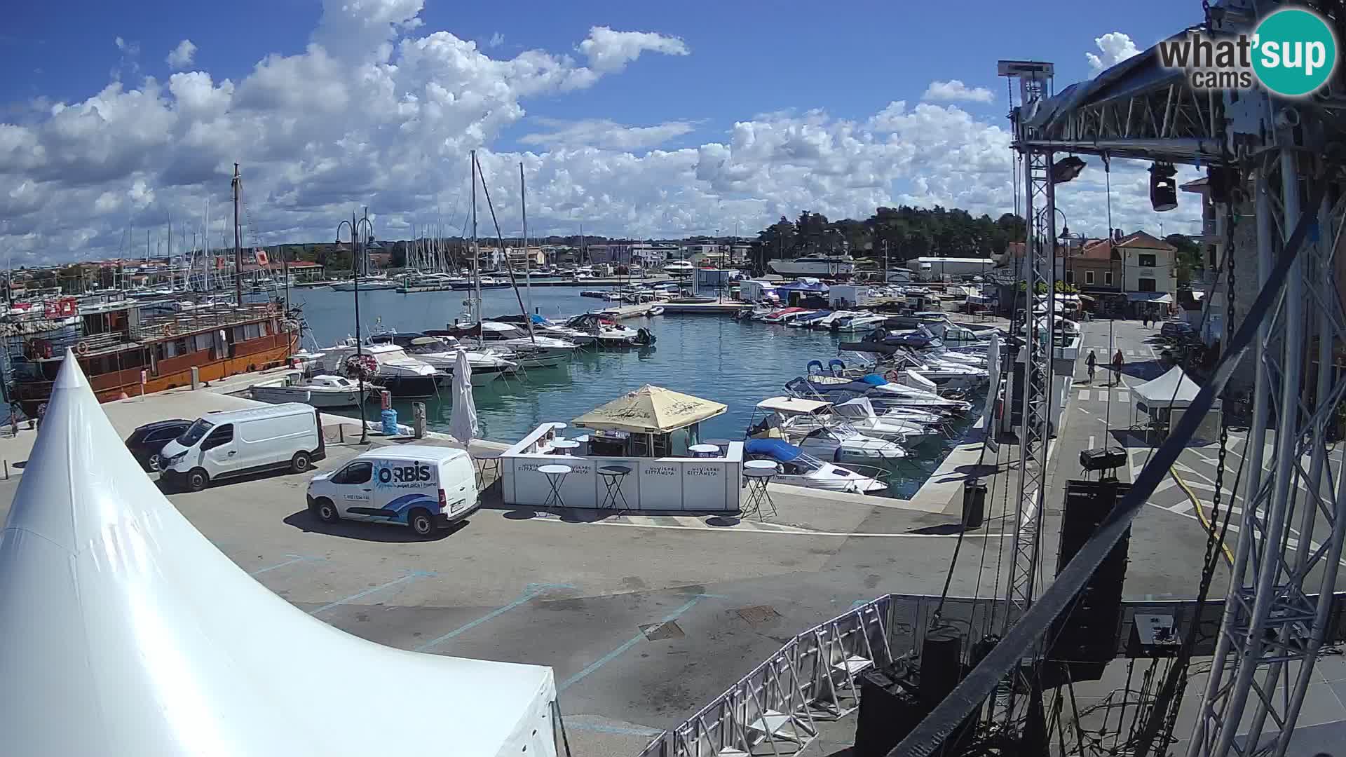 Novigrad | Porporela marina