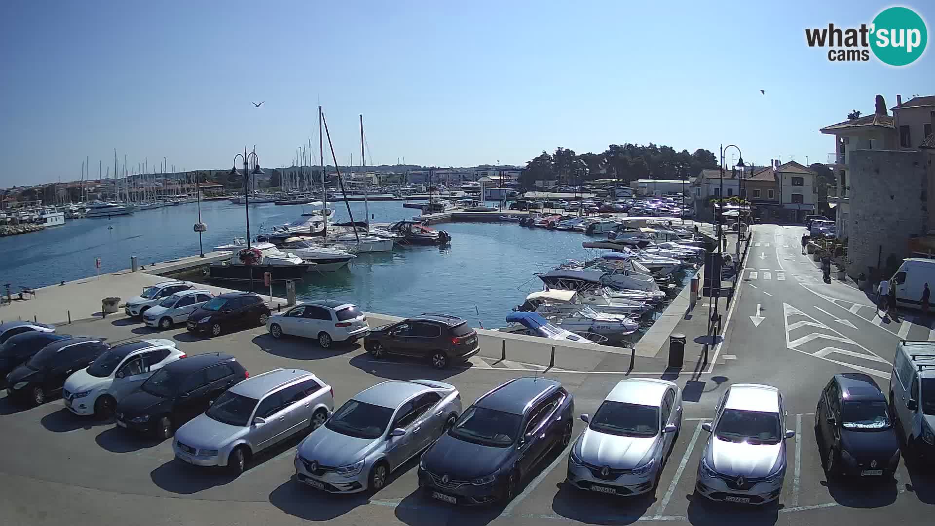 Novigrad | Porporela marina