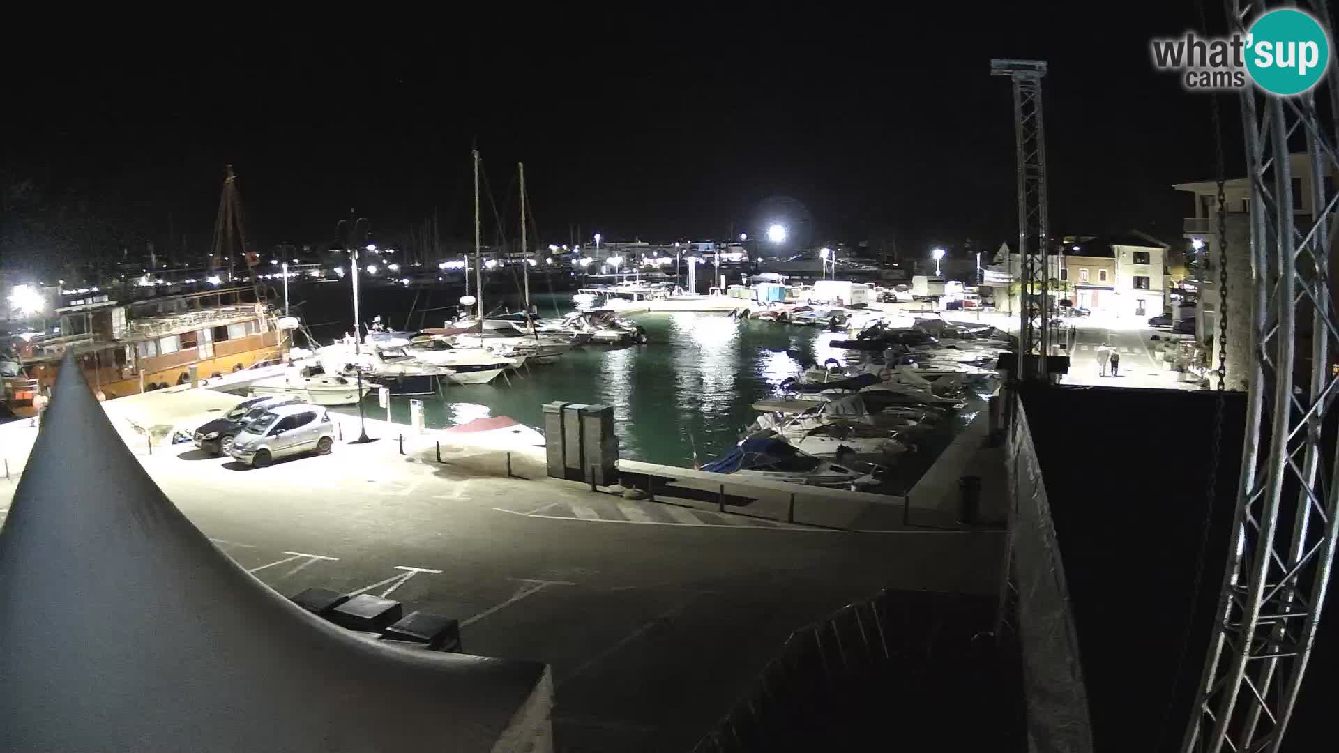 Novigrad | Porporela marina