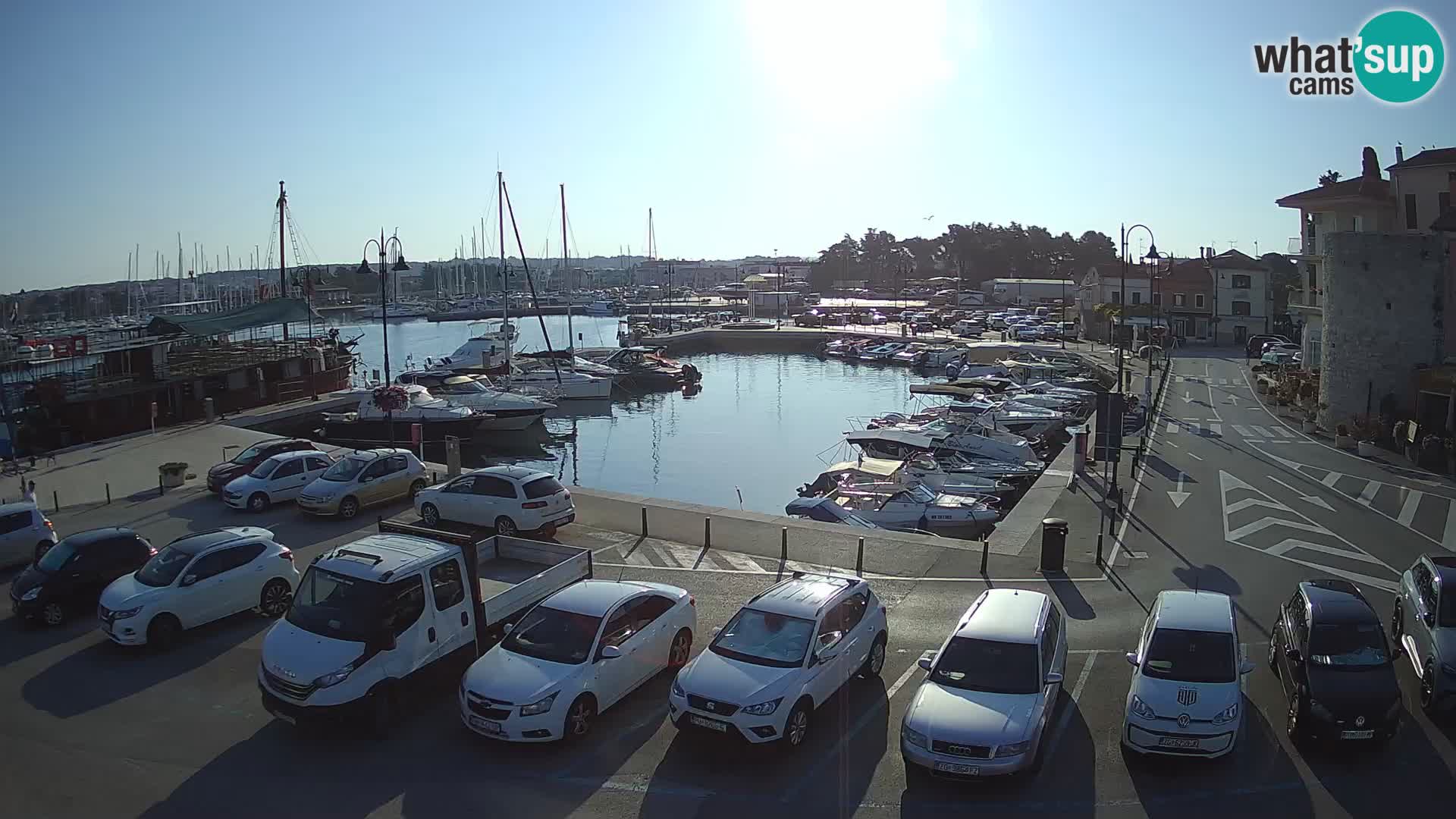 Novigrad | Porporela marina