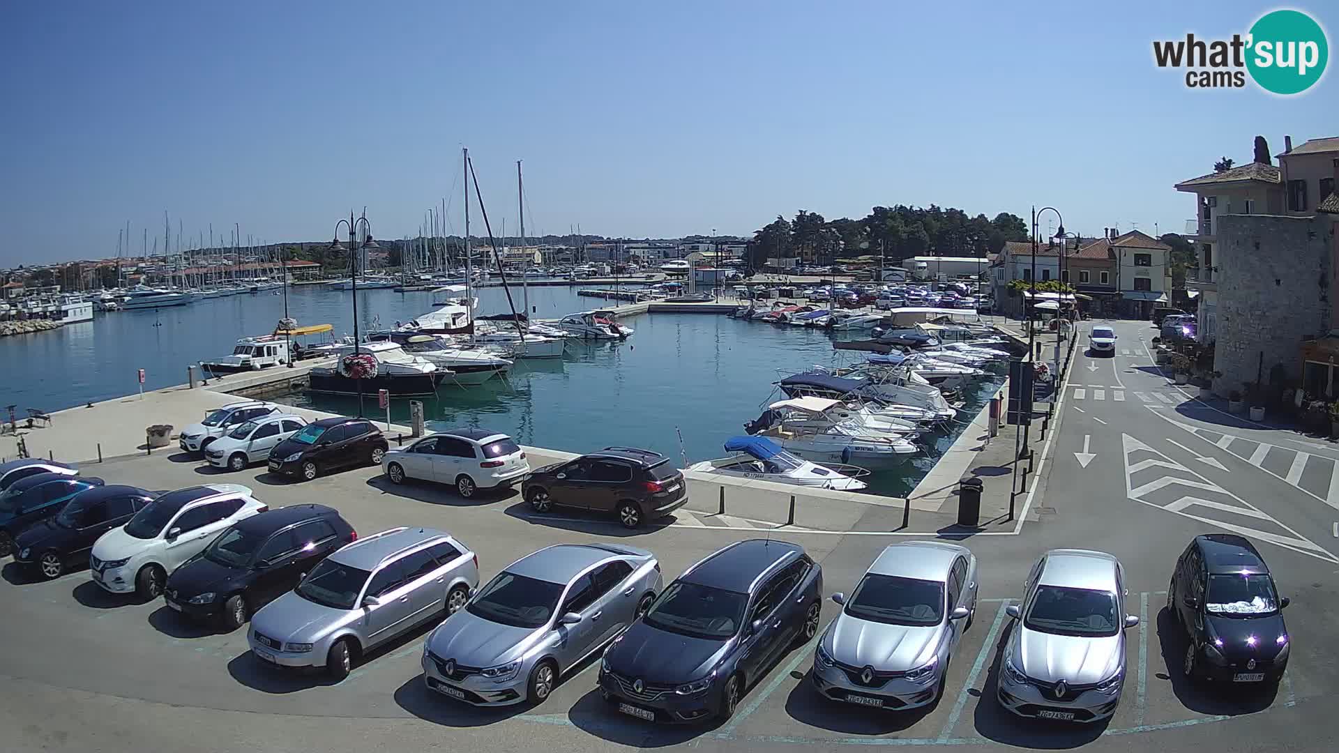 Novigrad | Porporela marina