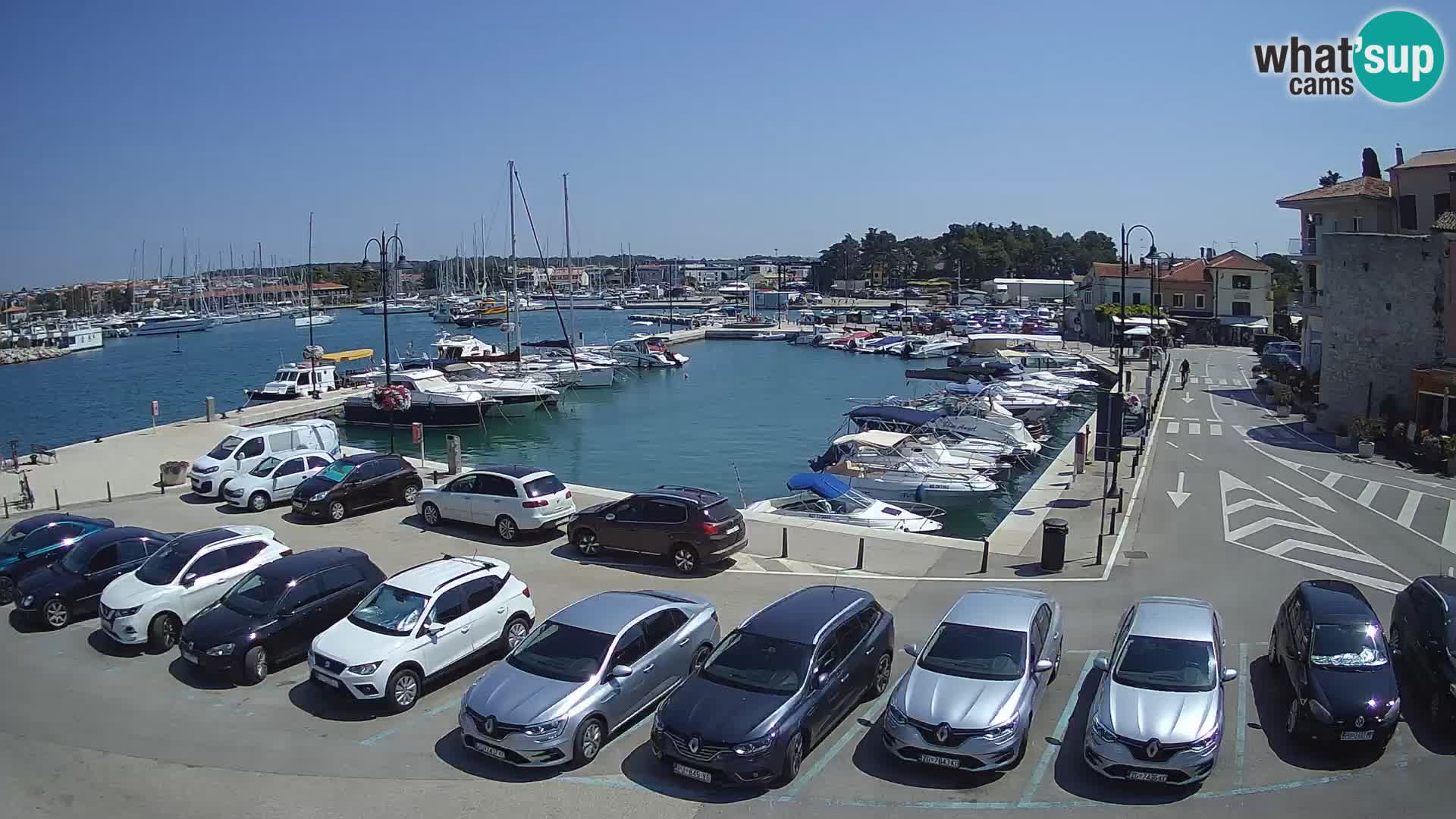 Novigrad | Porporela marina