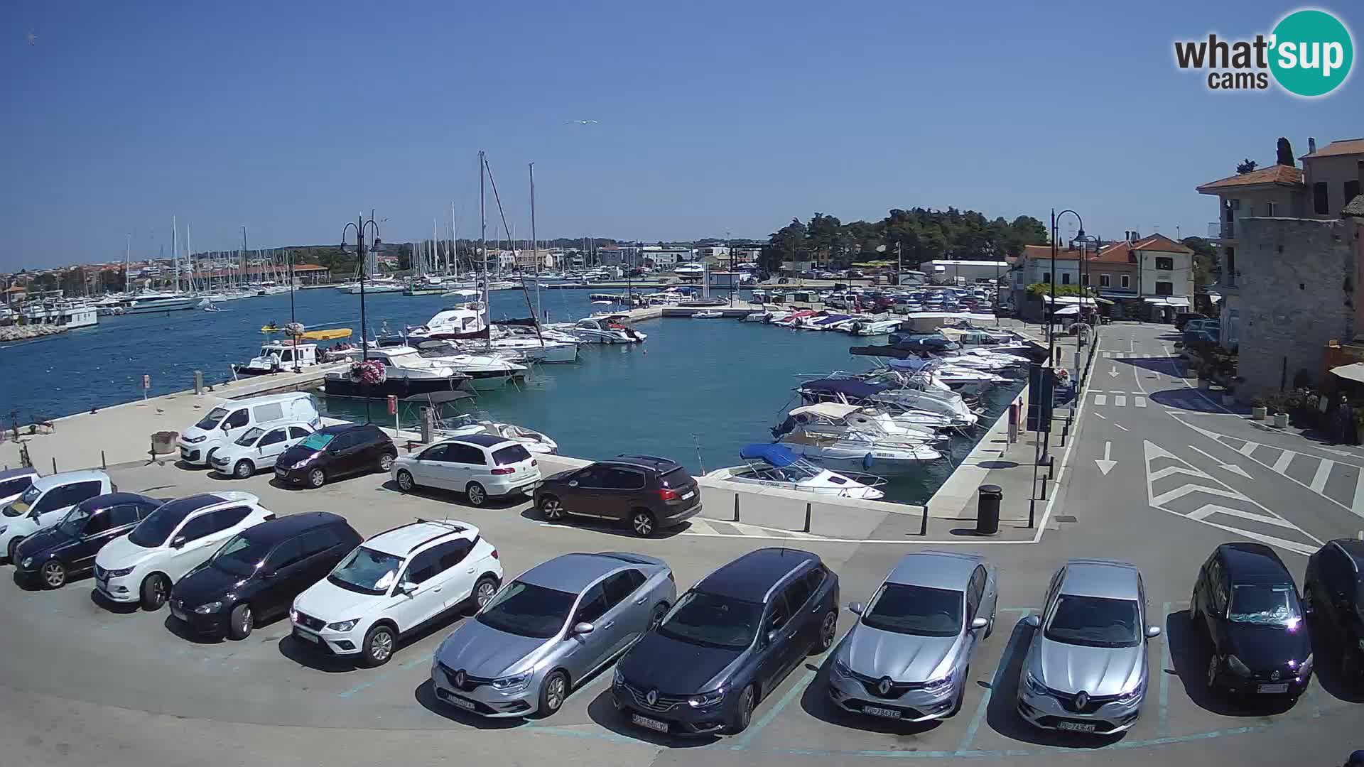 Novigrad | Porporela marina