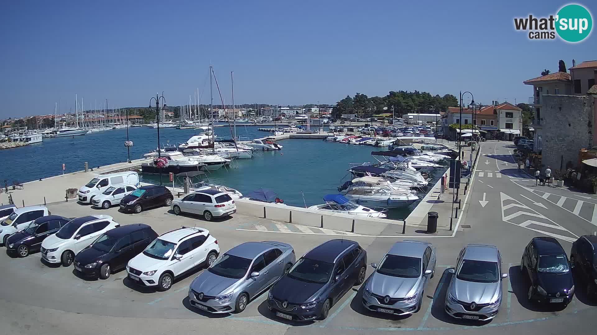 Novigrad | Porporela marina