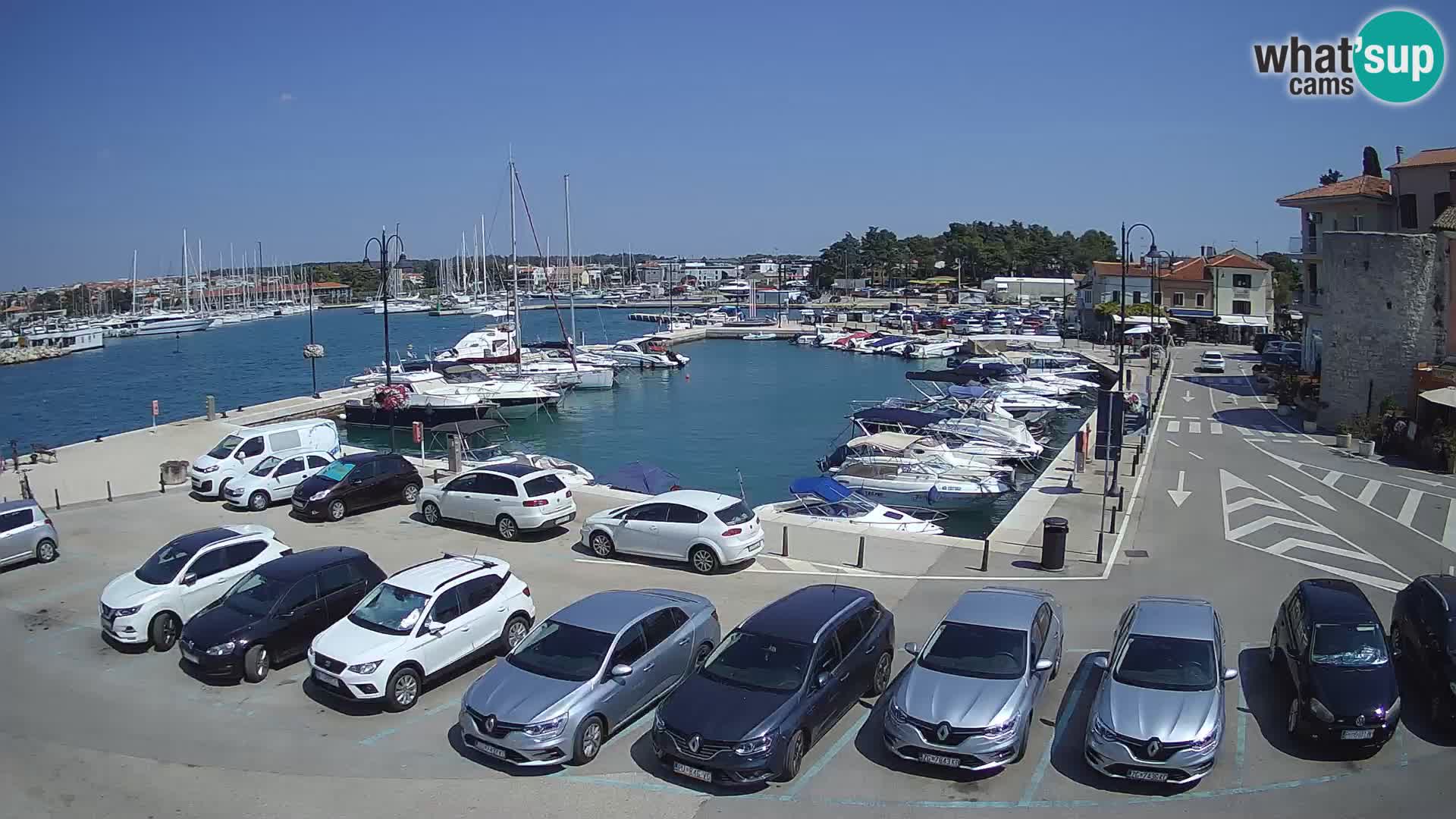 Novigrad | Porporela marina