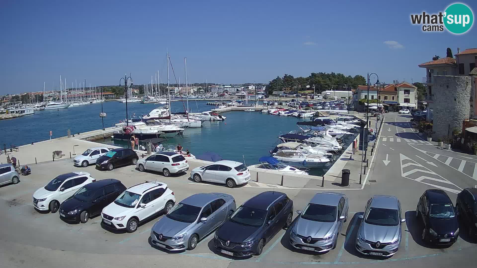 Novigrad | Porporela marina