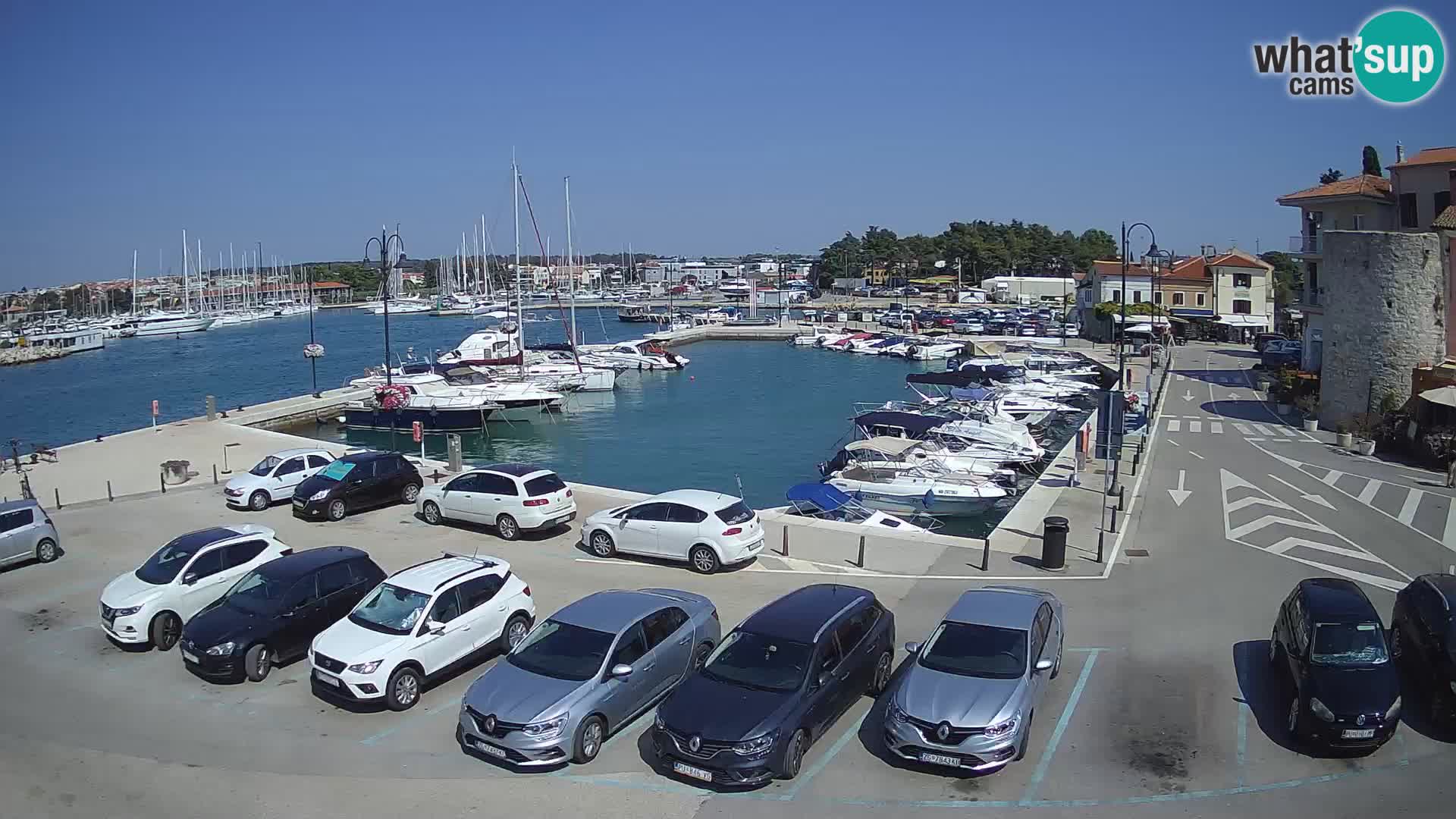 Novigrad | Porporela marina