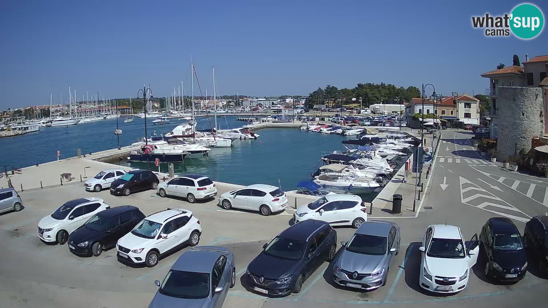 Novigrad | Porporela marina