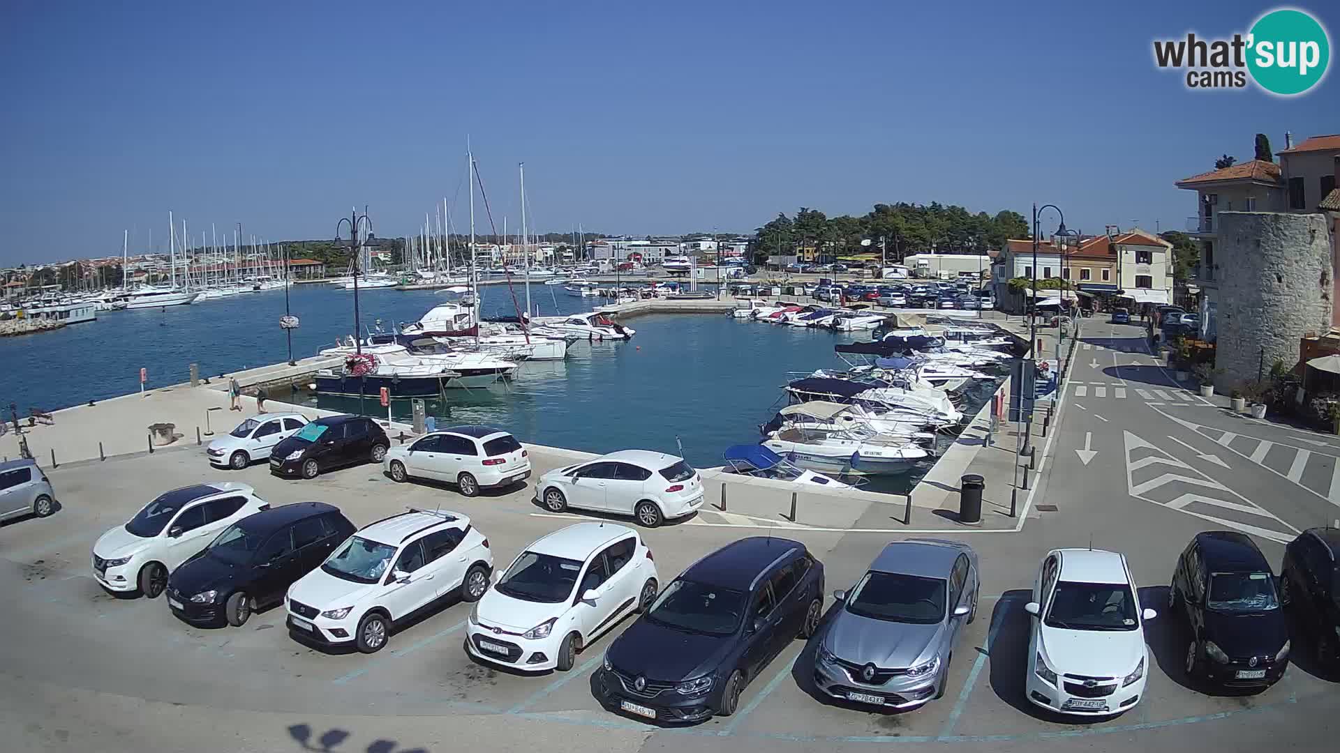 Novigrad | Porporela marina