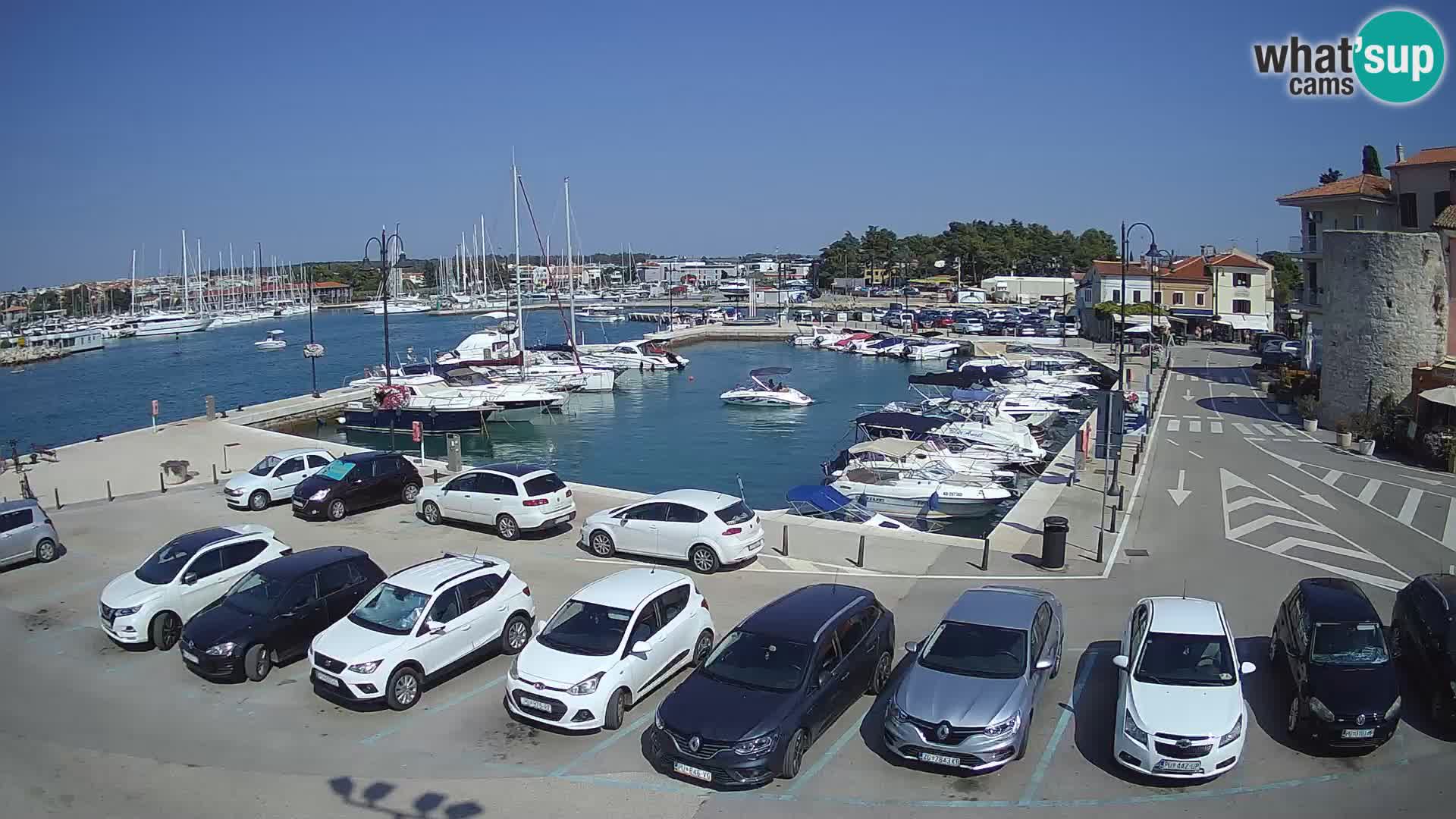 Novigrad | Porporela marina
