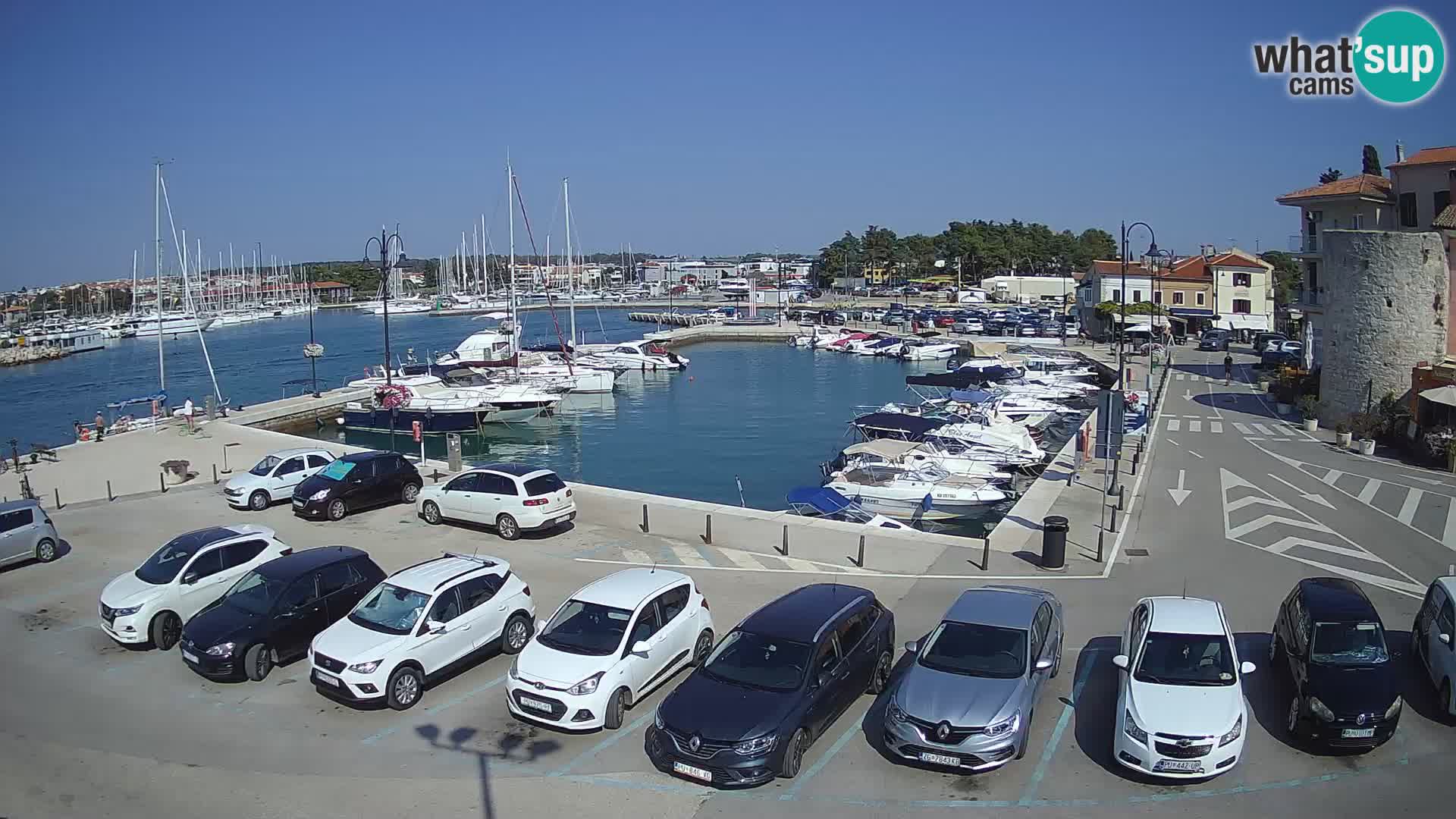Novigrad | Porporela marina