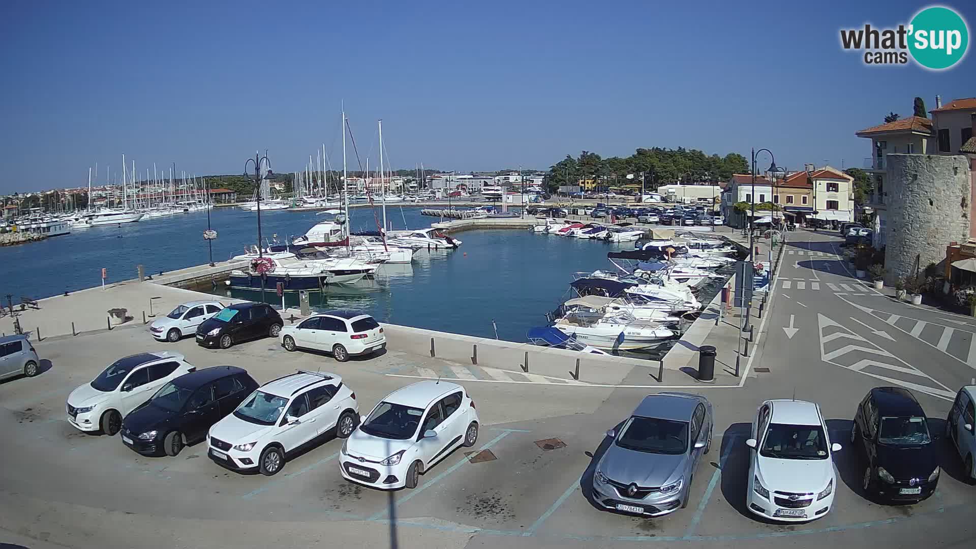 Novigrad | Porporela marina