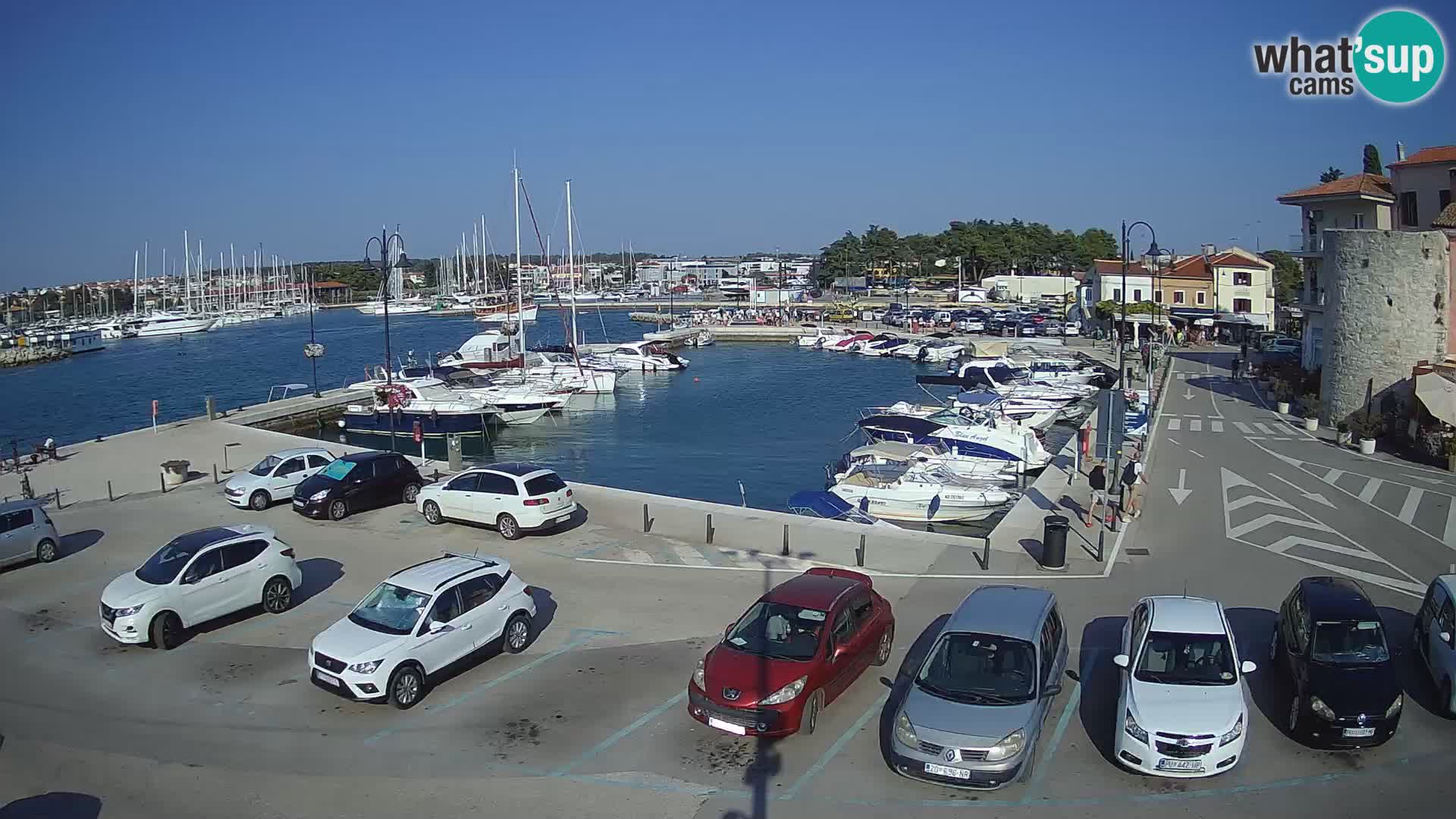 Novigrad | Porporela marina