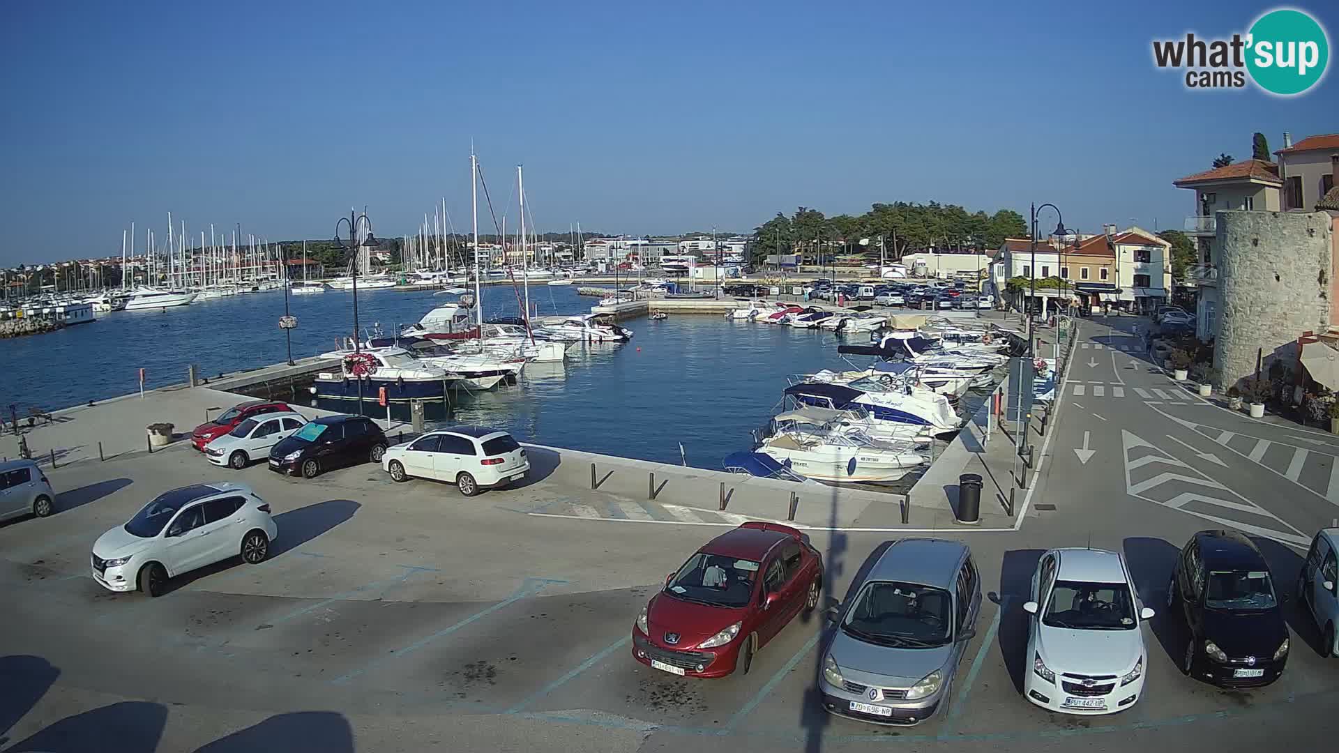 Novigrad | Porporela marina