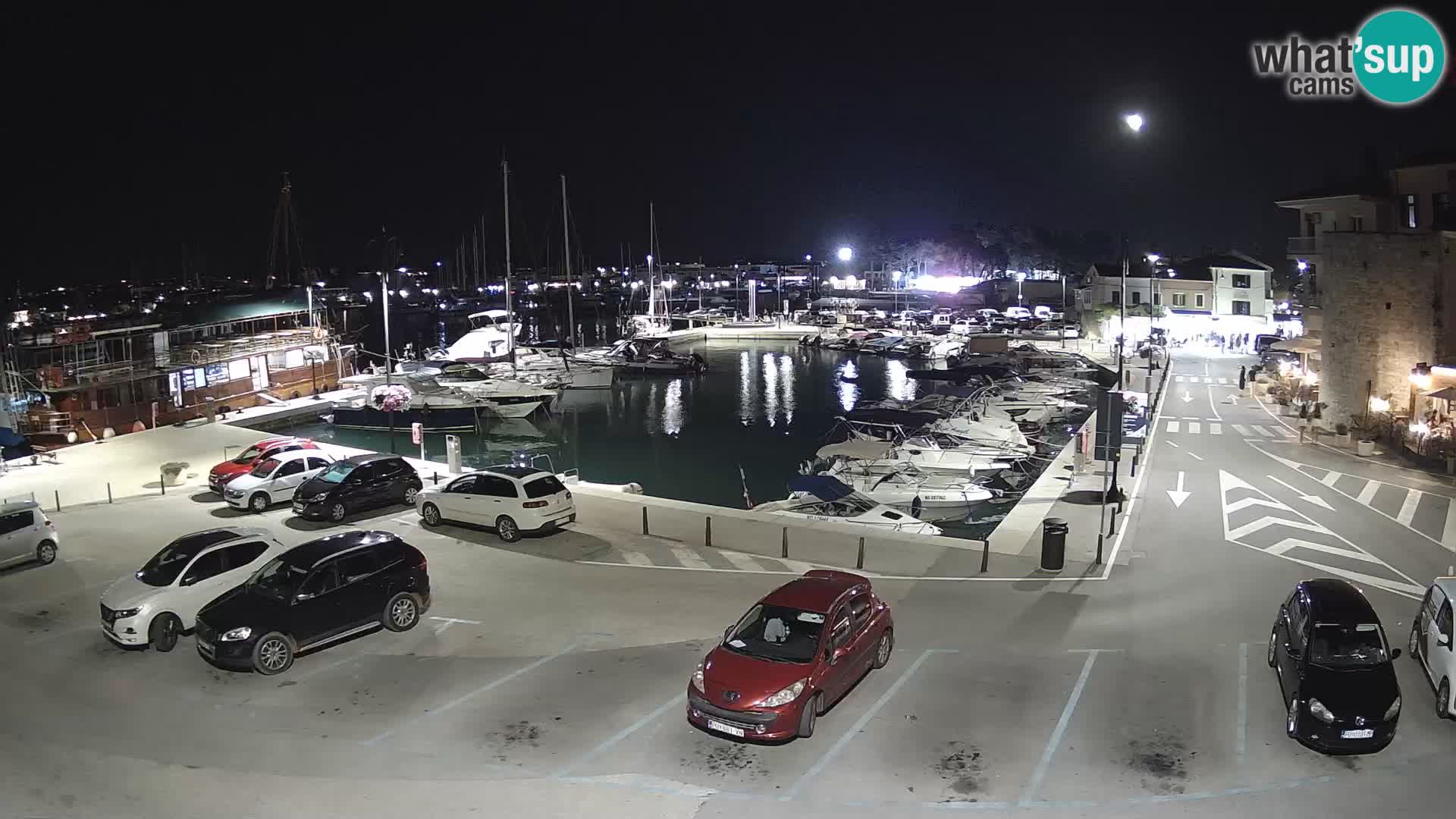 Novigrad | Porporela marina