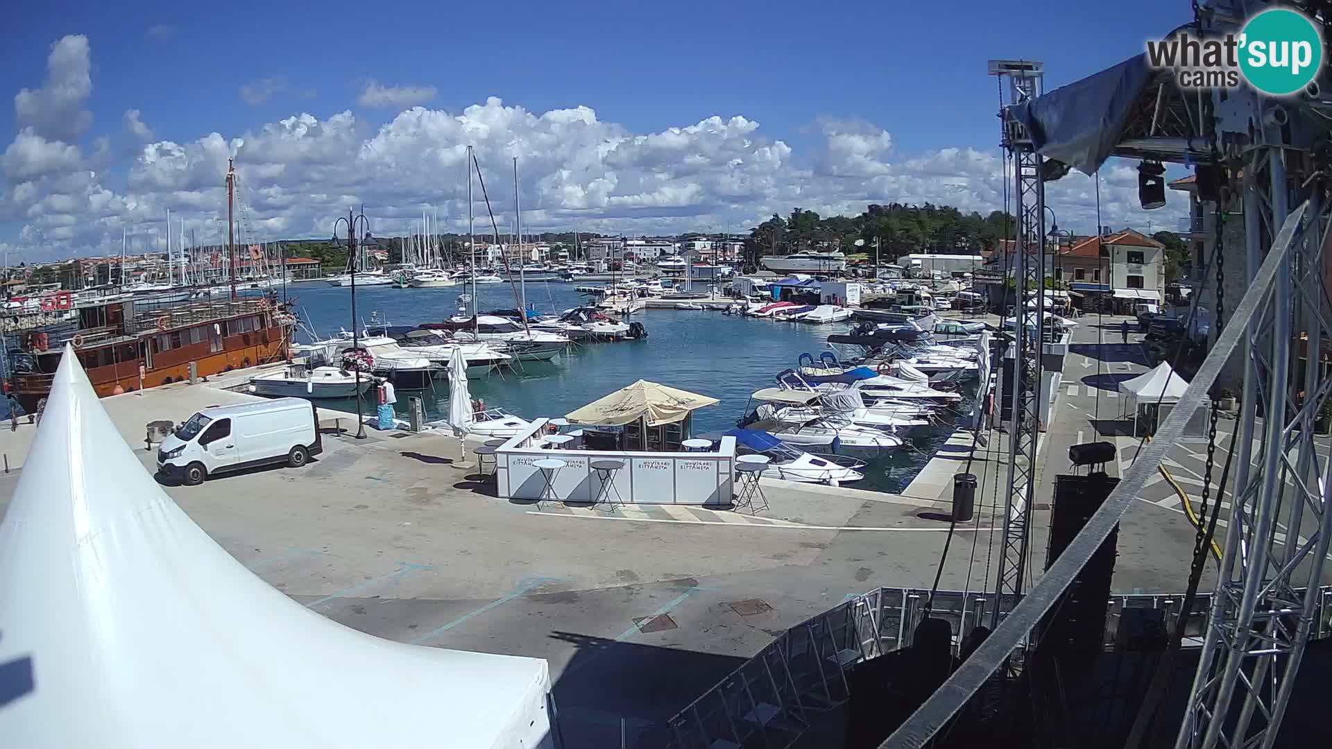 Novigrad | Porporela marina