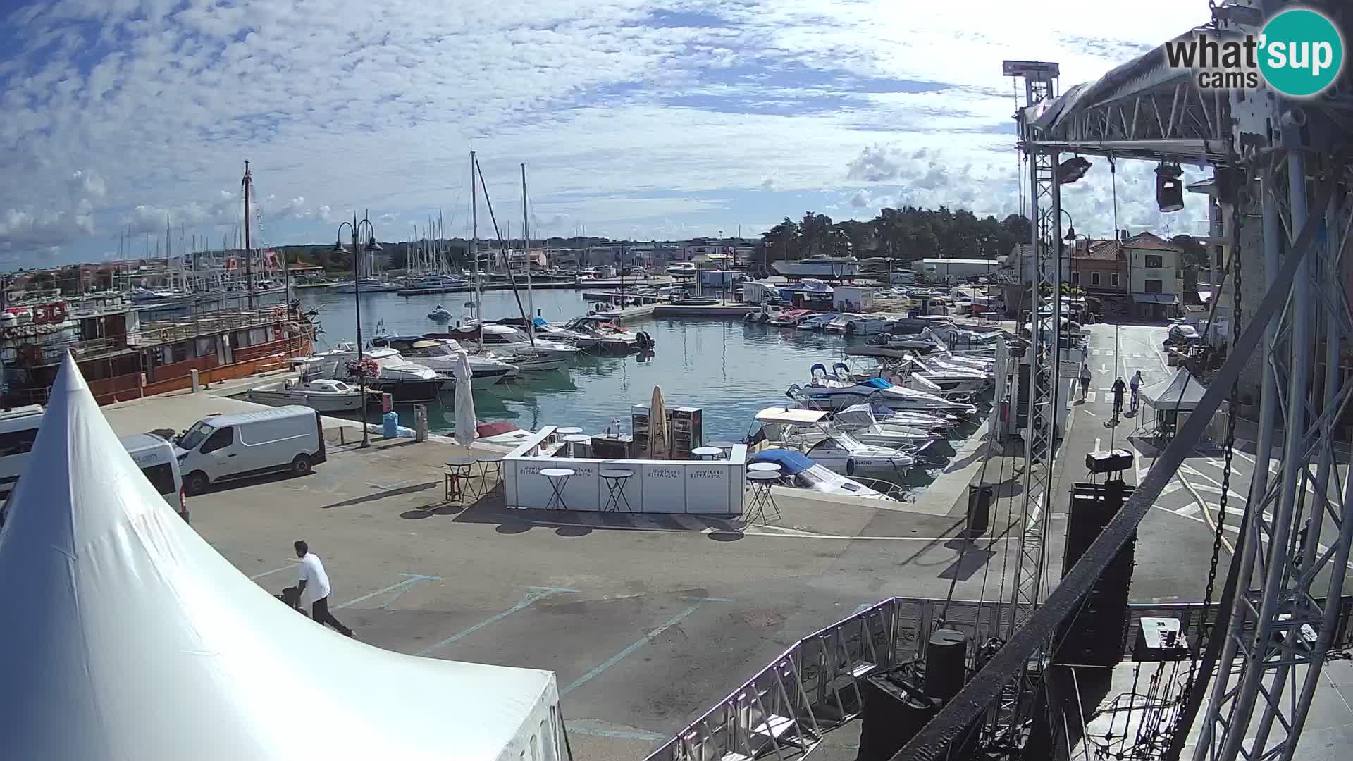 Novigrad | Porporela marina