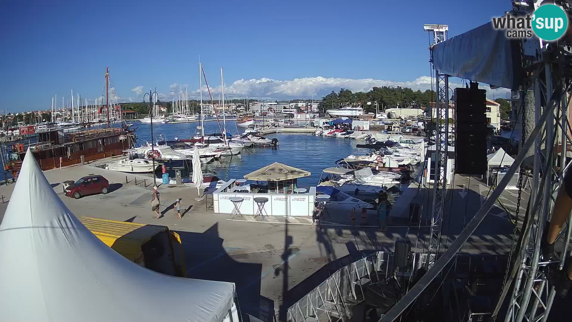 Novigrad | Porporela marina