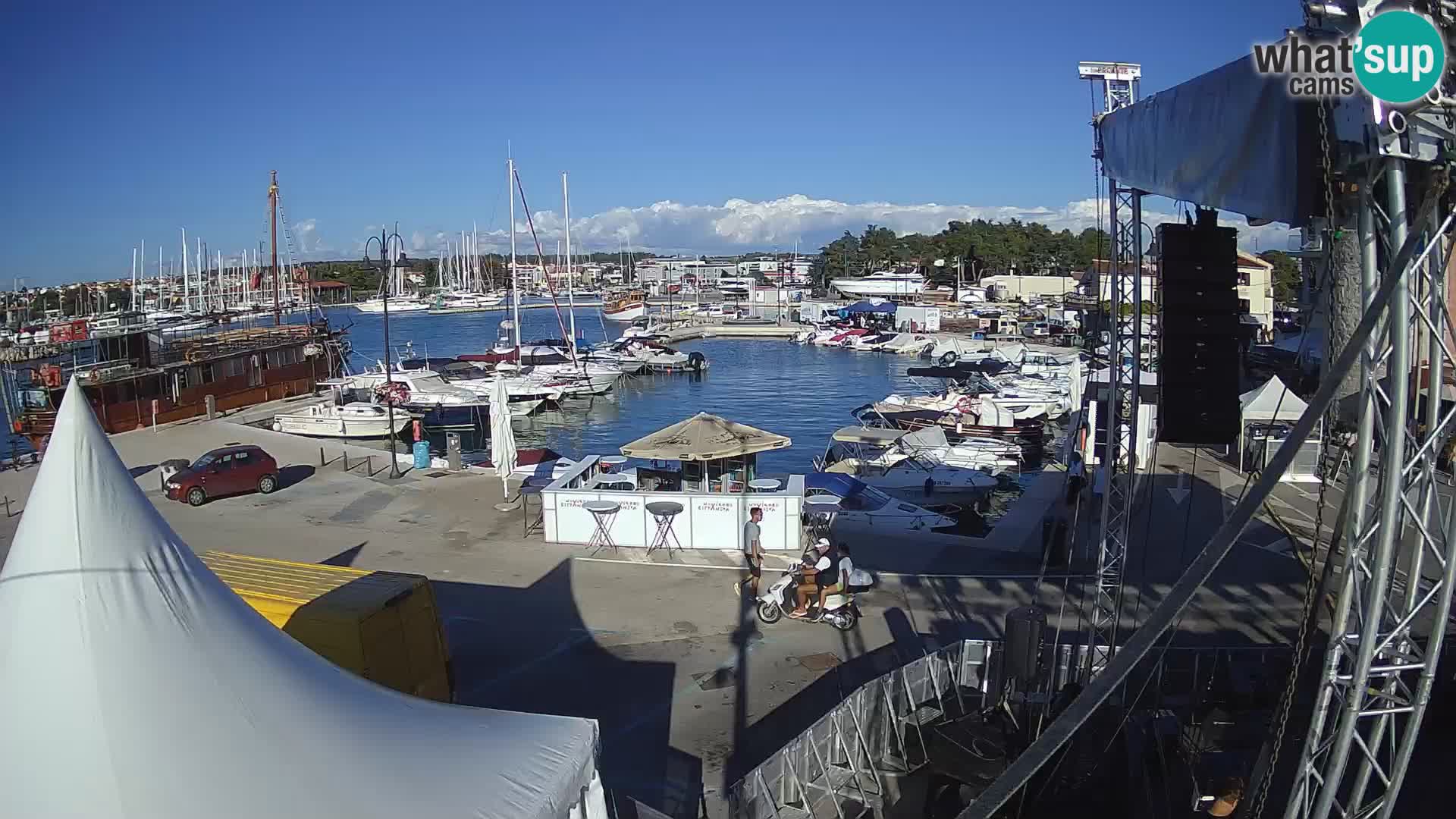 Novigrad | Porporela marina