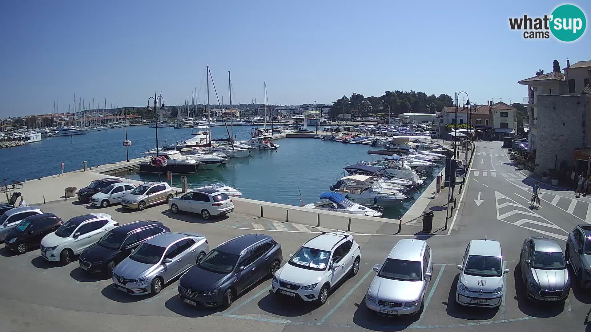 Novigrad | Porporela marina