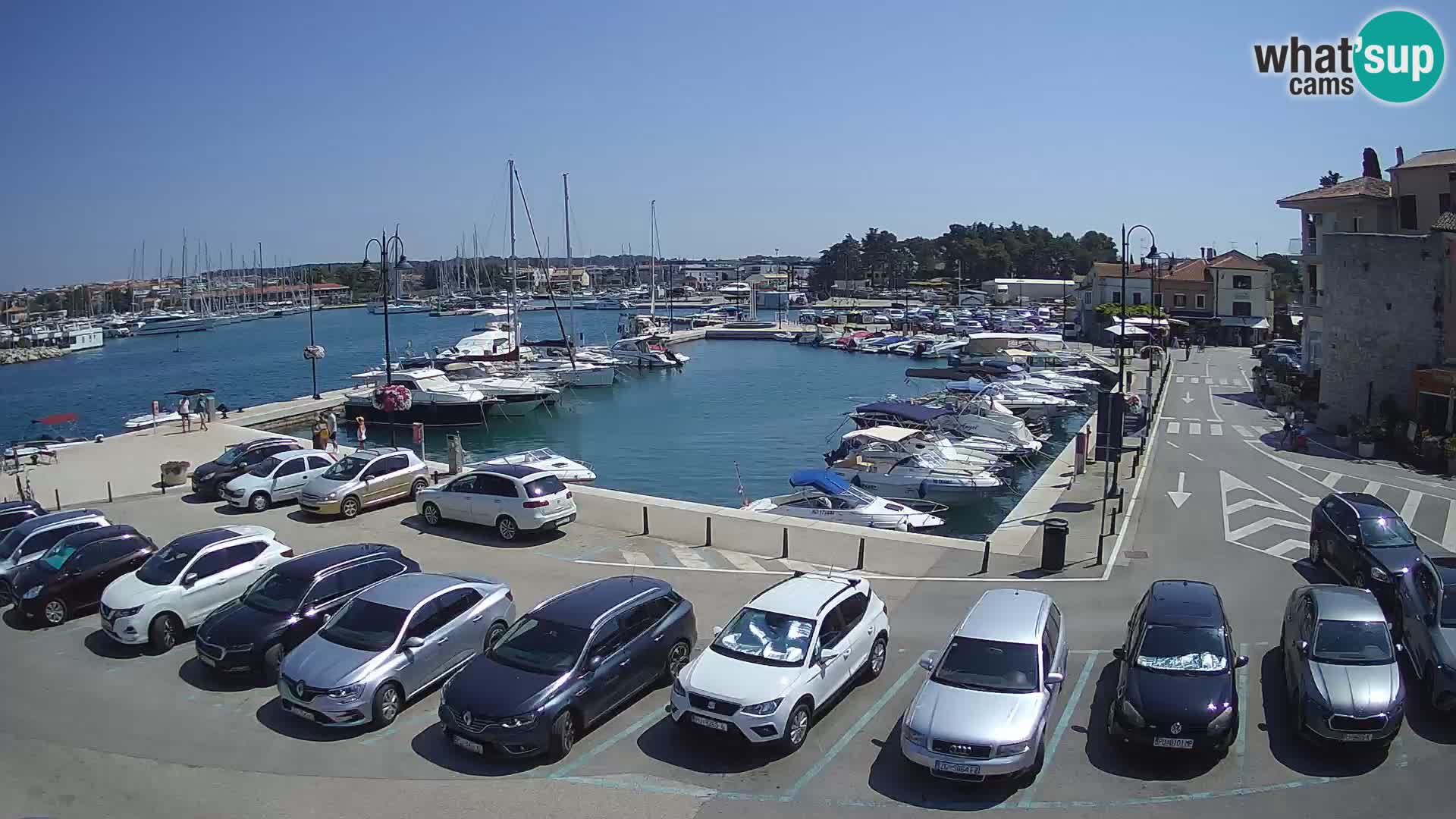 Novigrad | Porporela marina