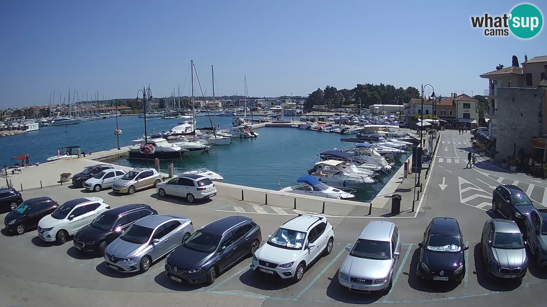 Novigrad | Porporela marina