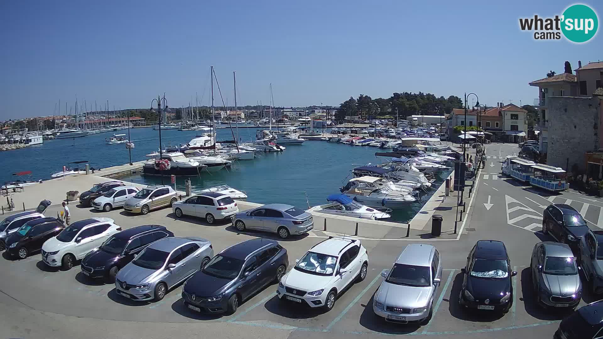 Novigrad | Porporela marina