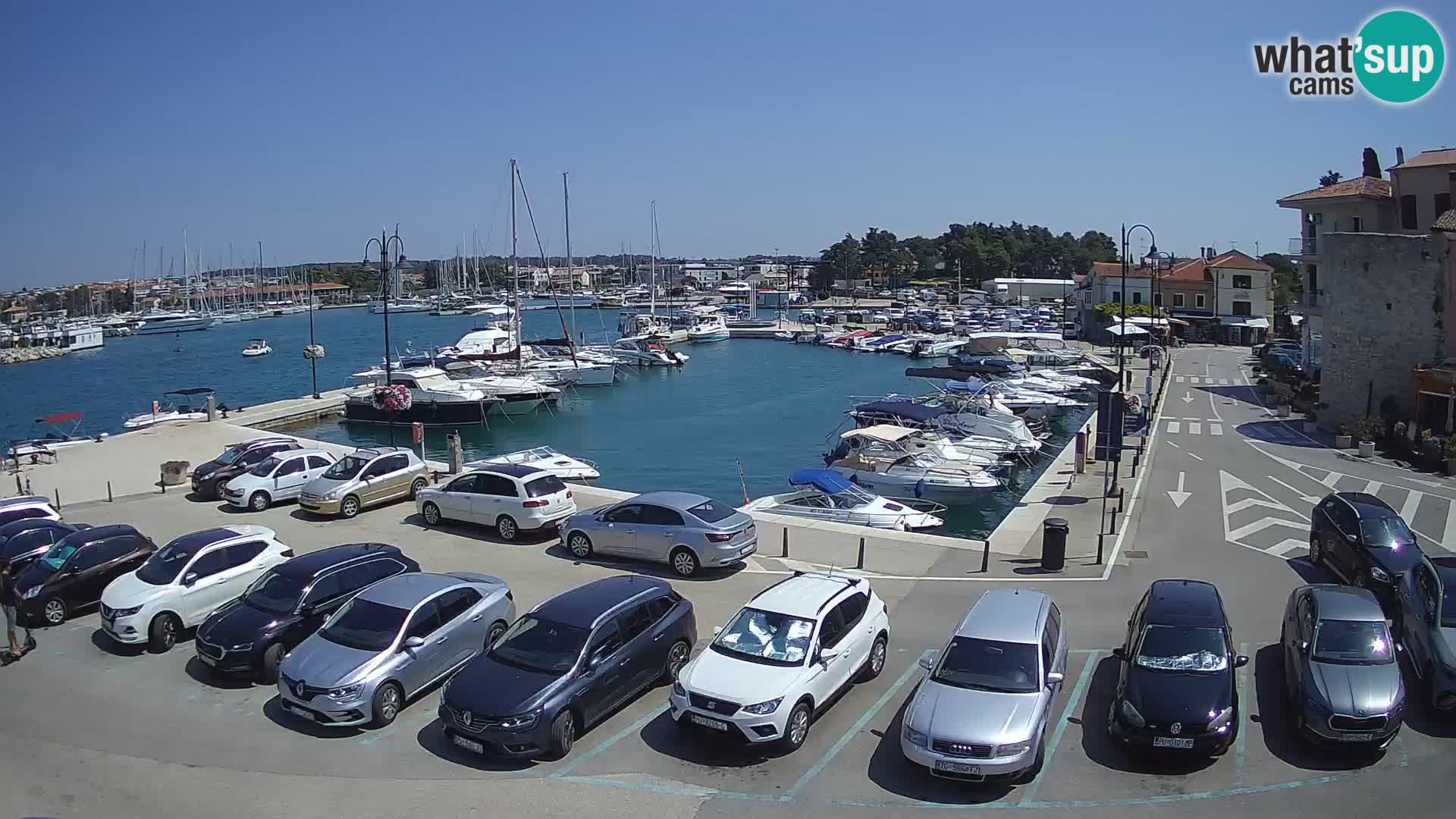 Novigrad | Porporela marina