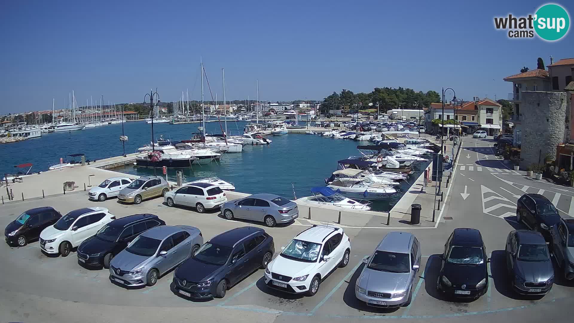 Novigrad | Porporela marina