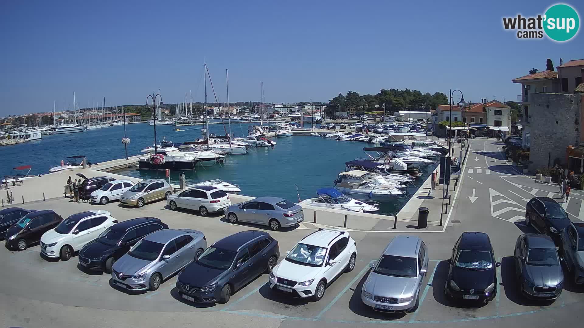 Novigrad | Porporela marina