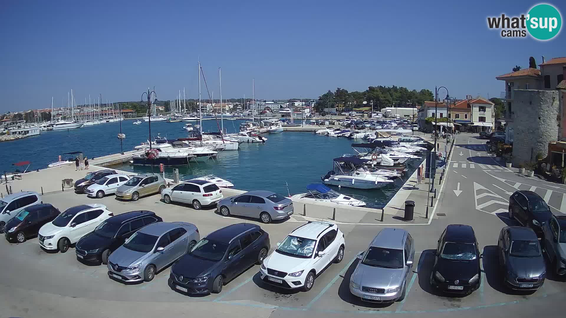 Novigrad | Porporela marina