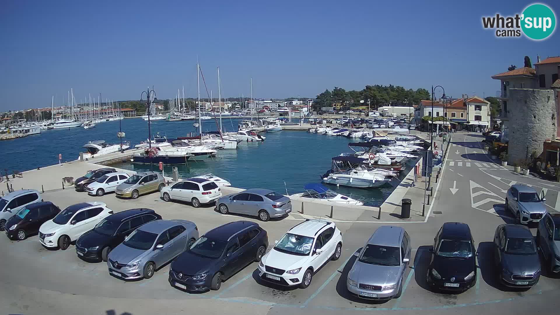 Novigrad | Porporela marina
