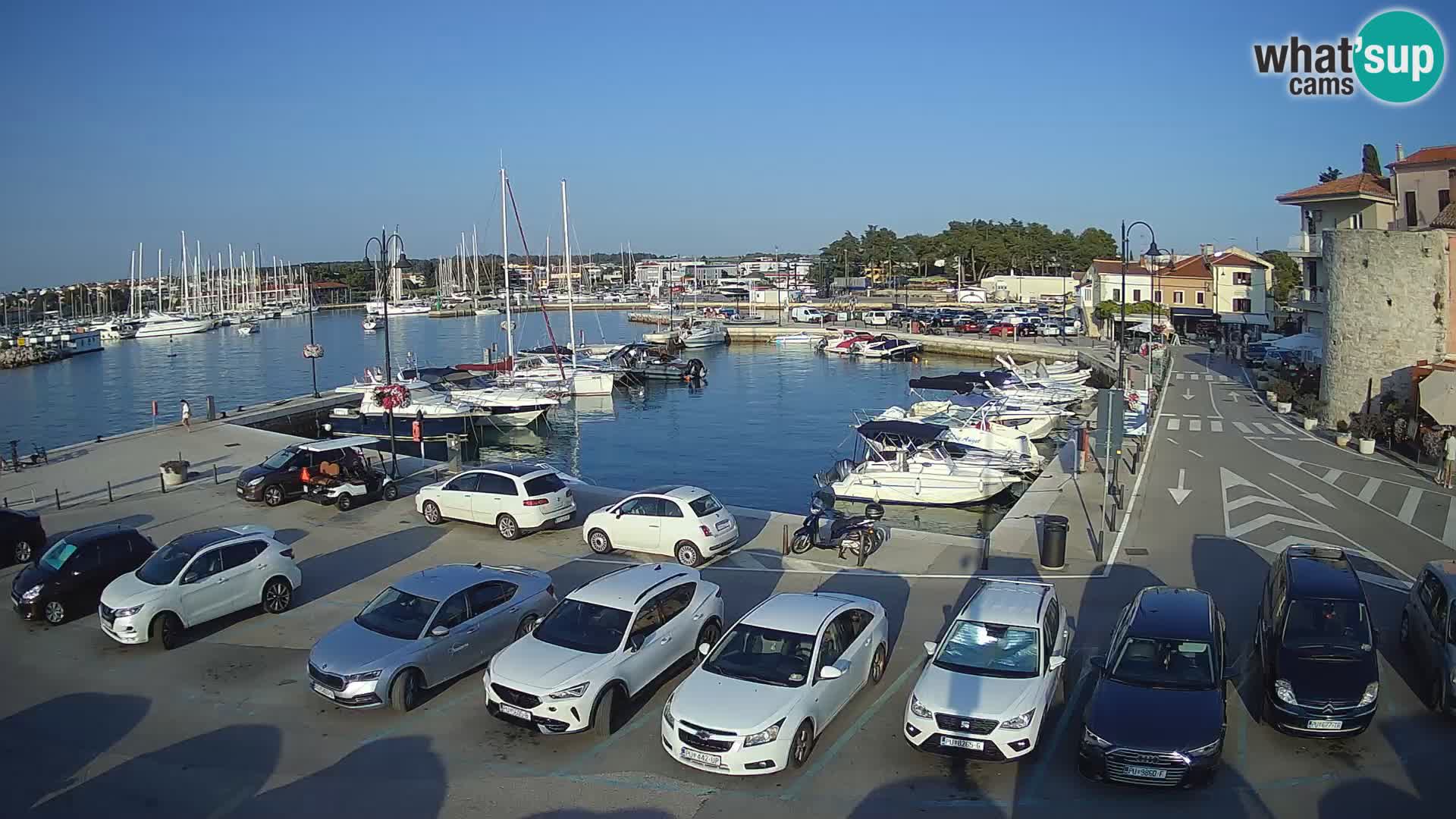Novigrad | Porporela marina