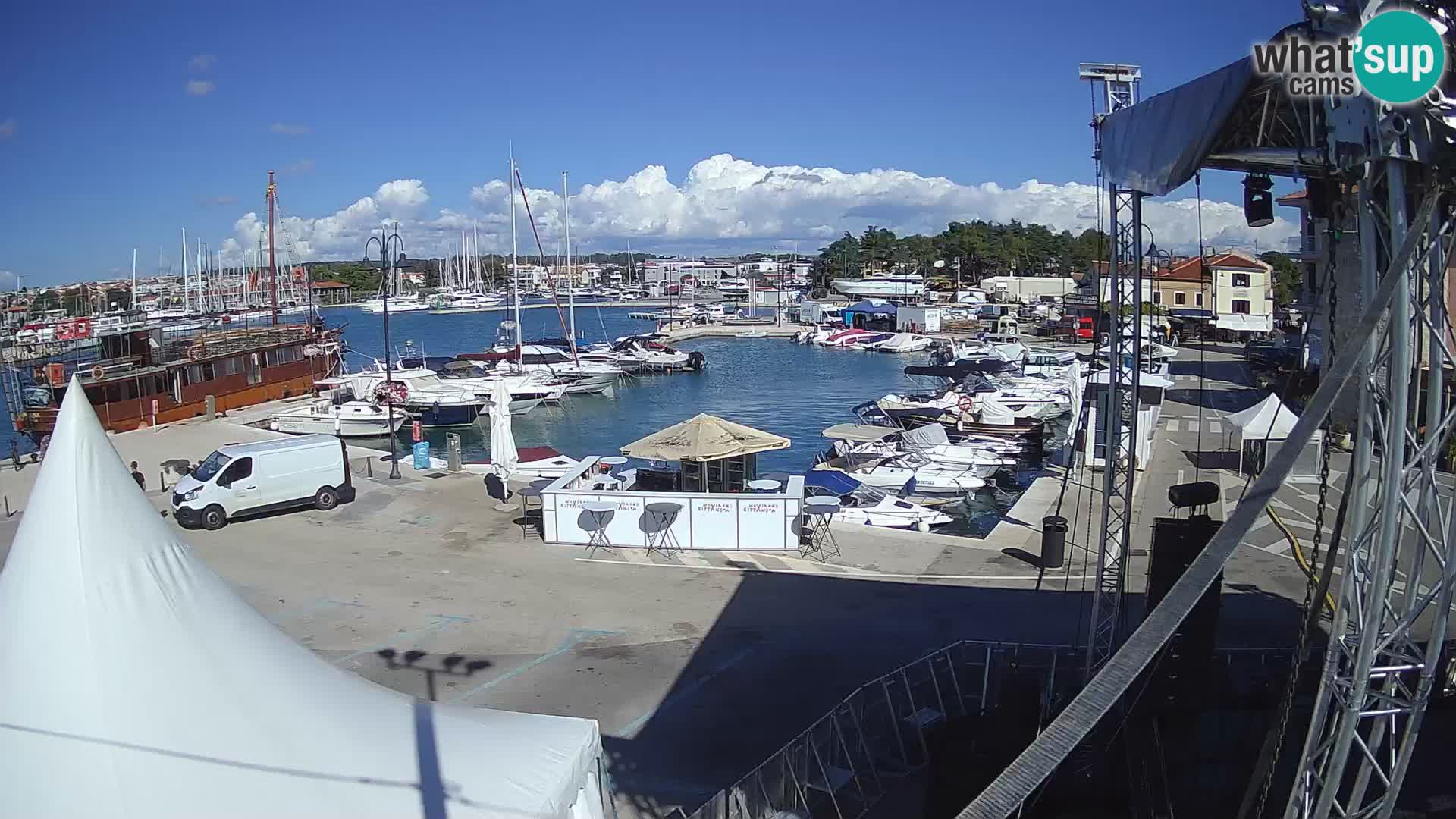 Novigrad | Porporela marina