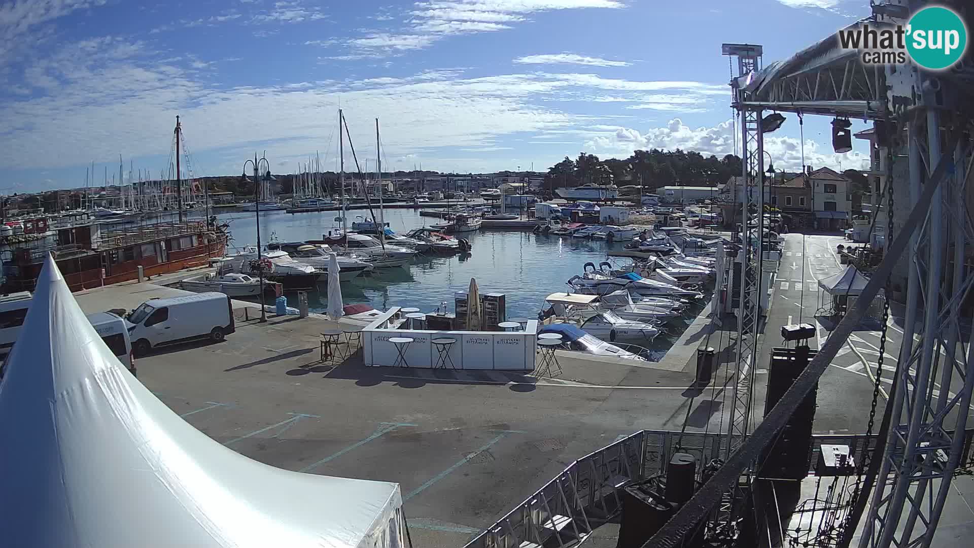 Novigrad | Porporela marina