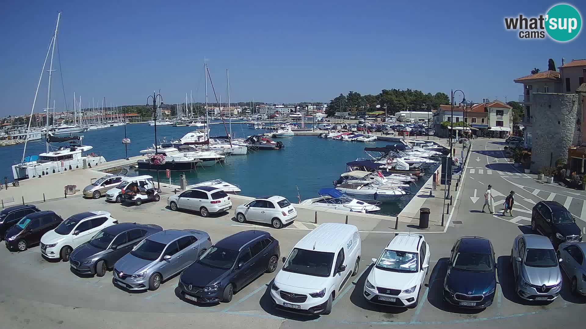 Novigrad | Porporela marina