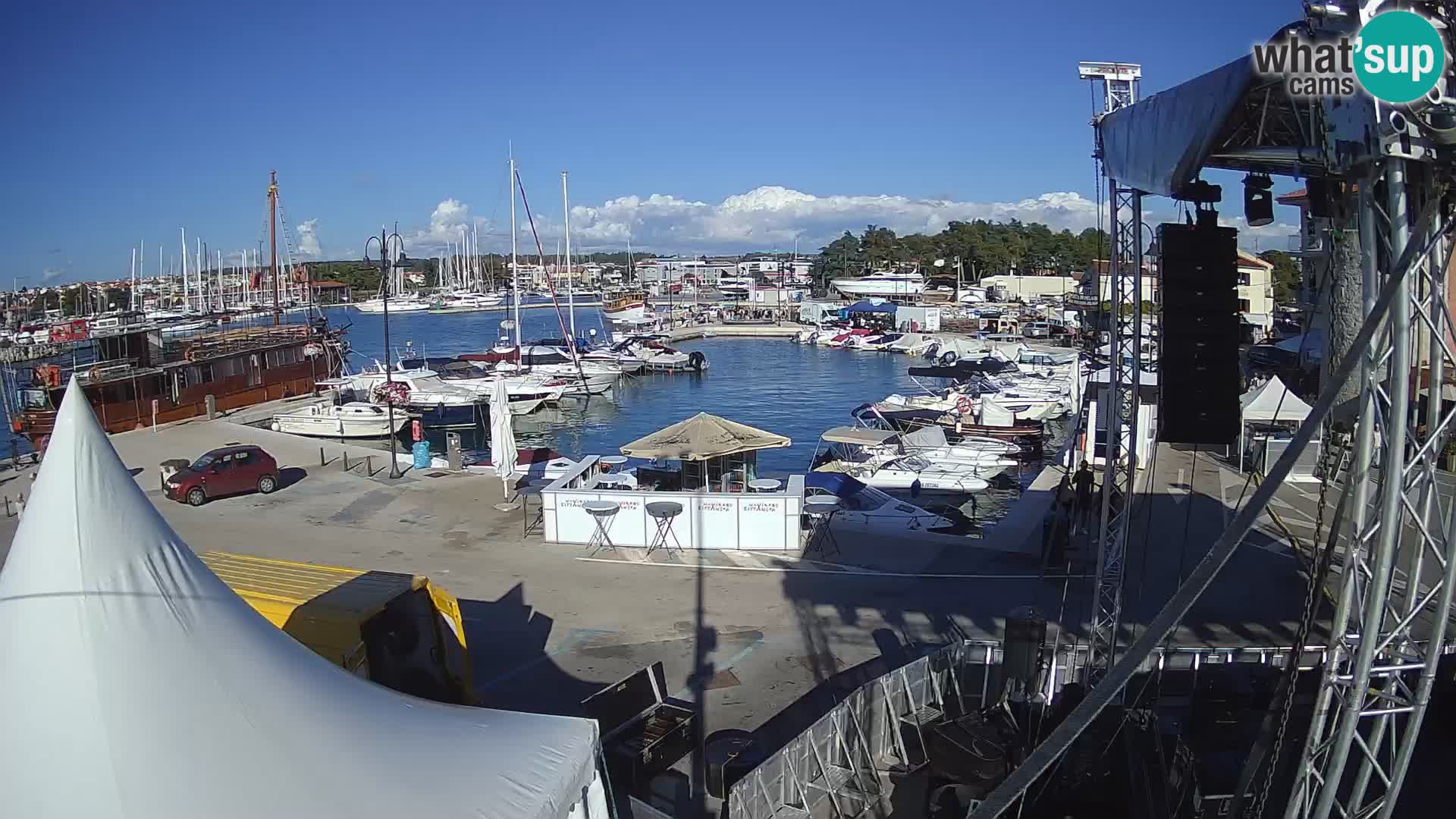 Novigrad | Porporela marina