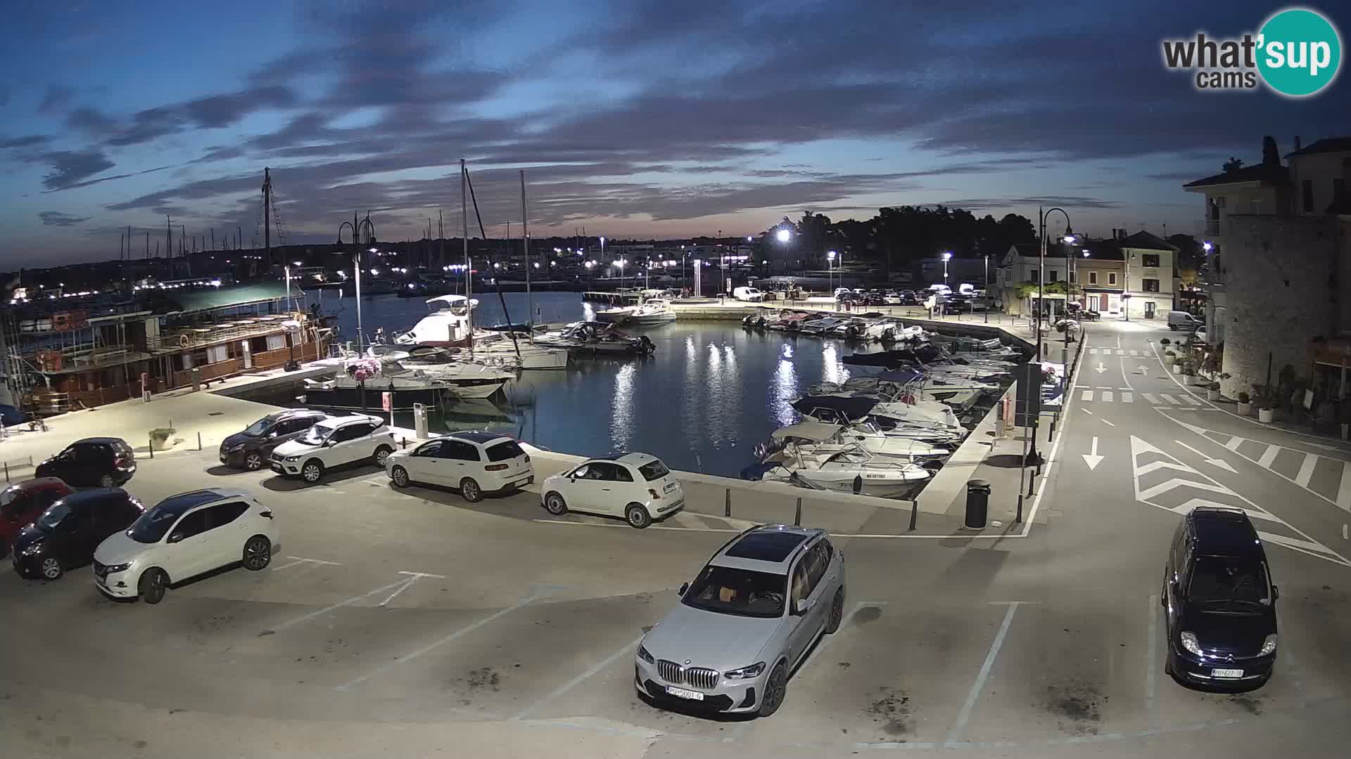 Novigrad | Porporela marina