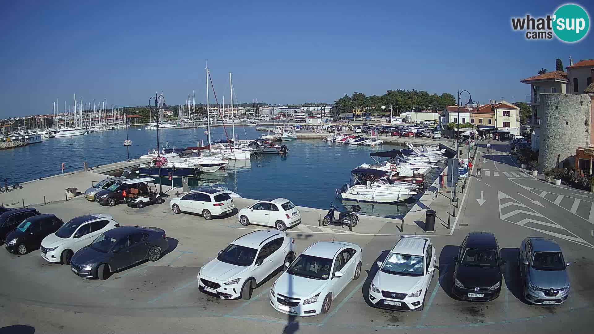 Novigrad | Porporela marina