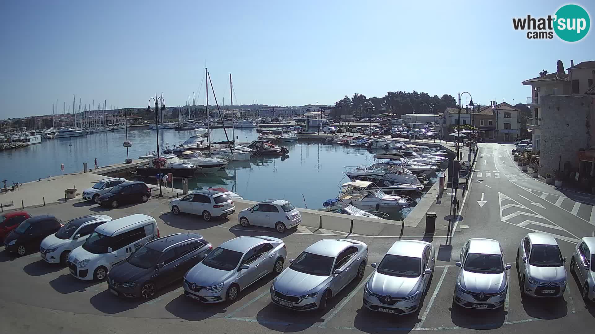 Novigrad | Porporela marina
