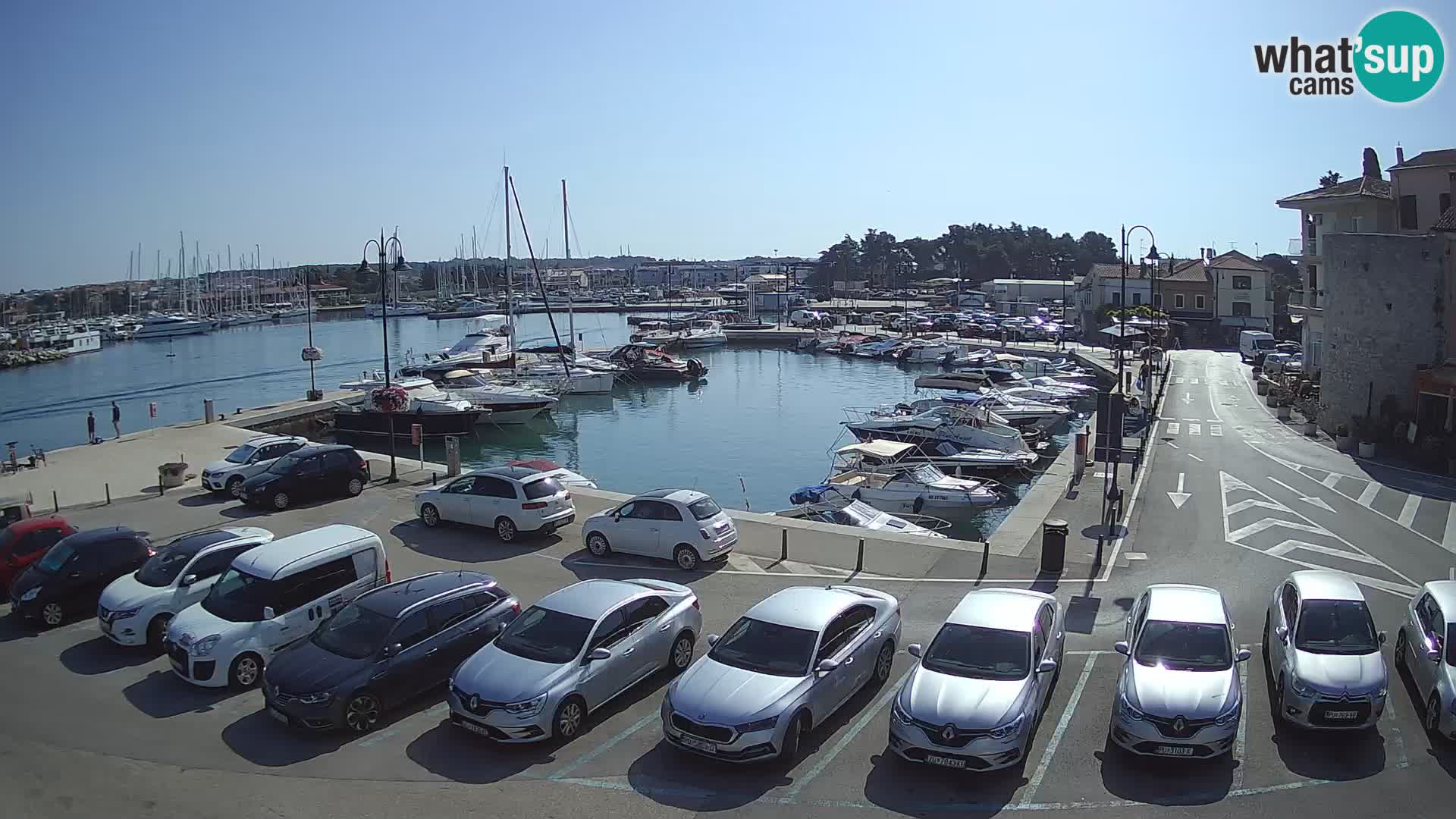 Novigrad | Porporela marina
