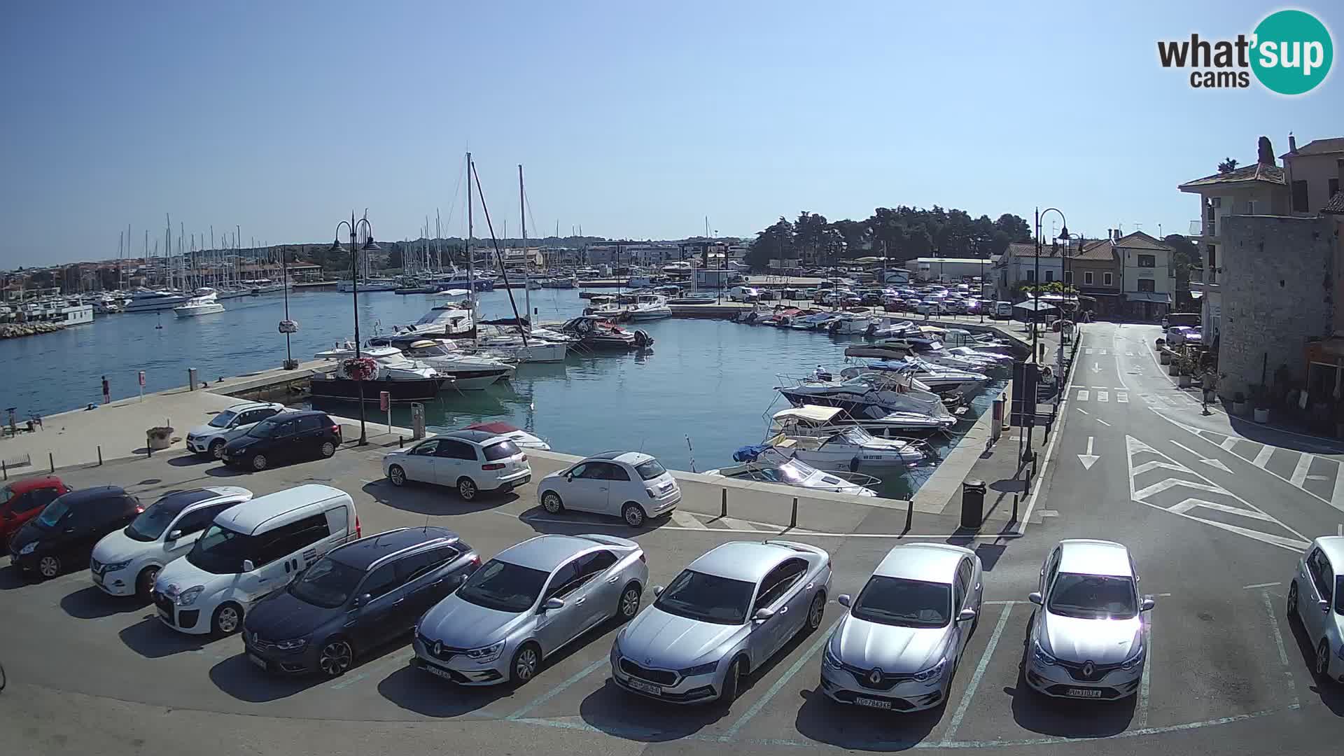 Novigrad | Porporela marina