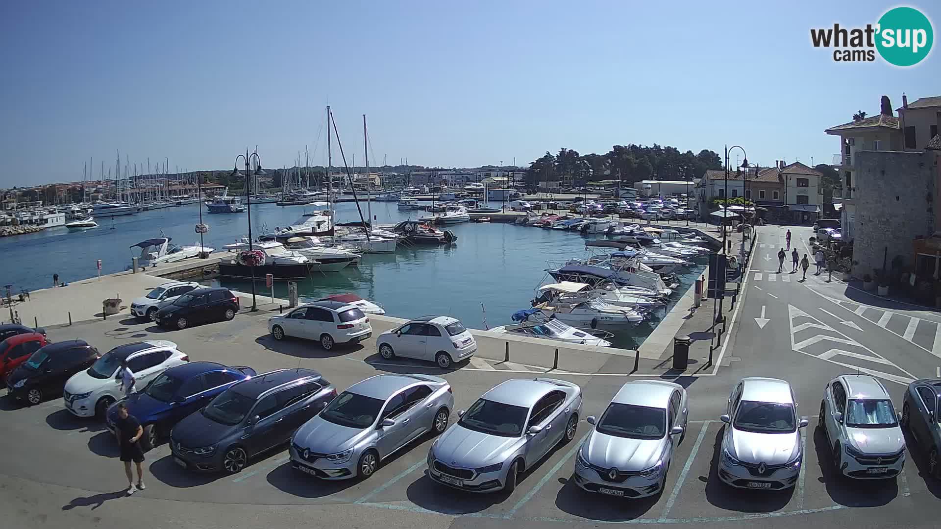 Novigrad | Porporela marina